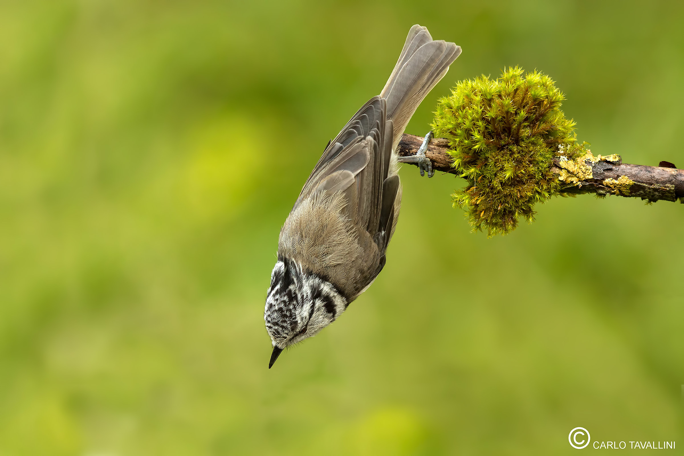 Cork from dripping tuft