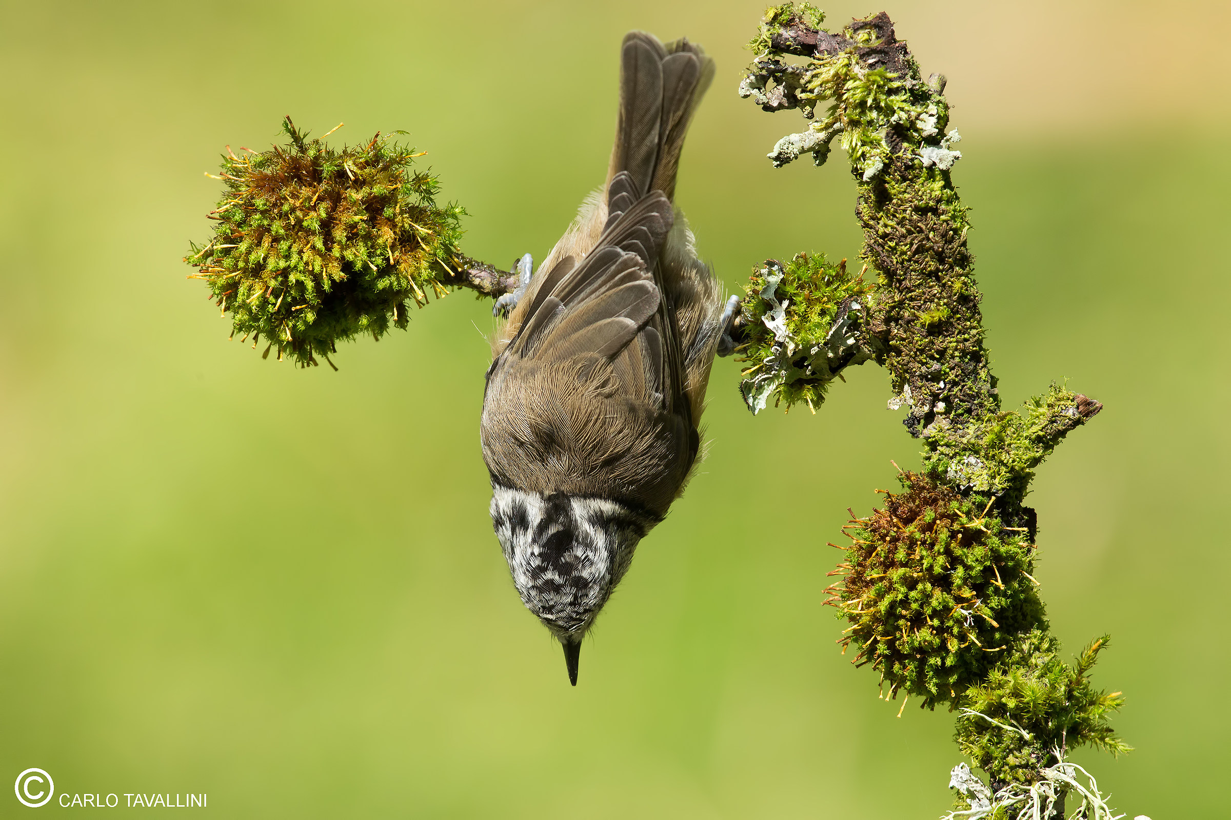 Cuff from tuft in tuck 2