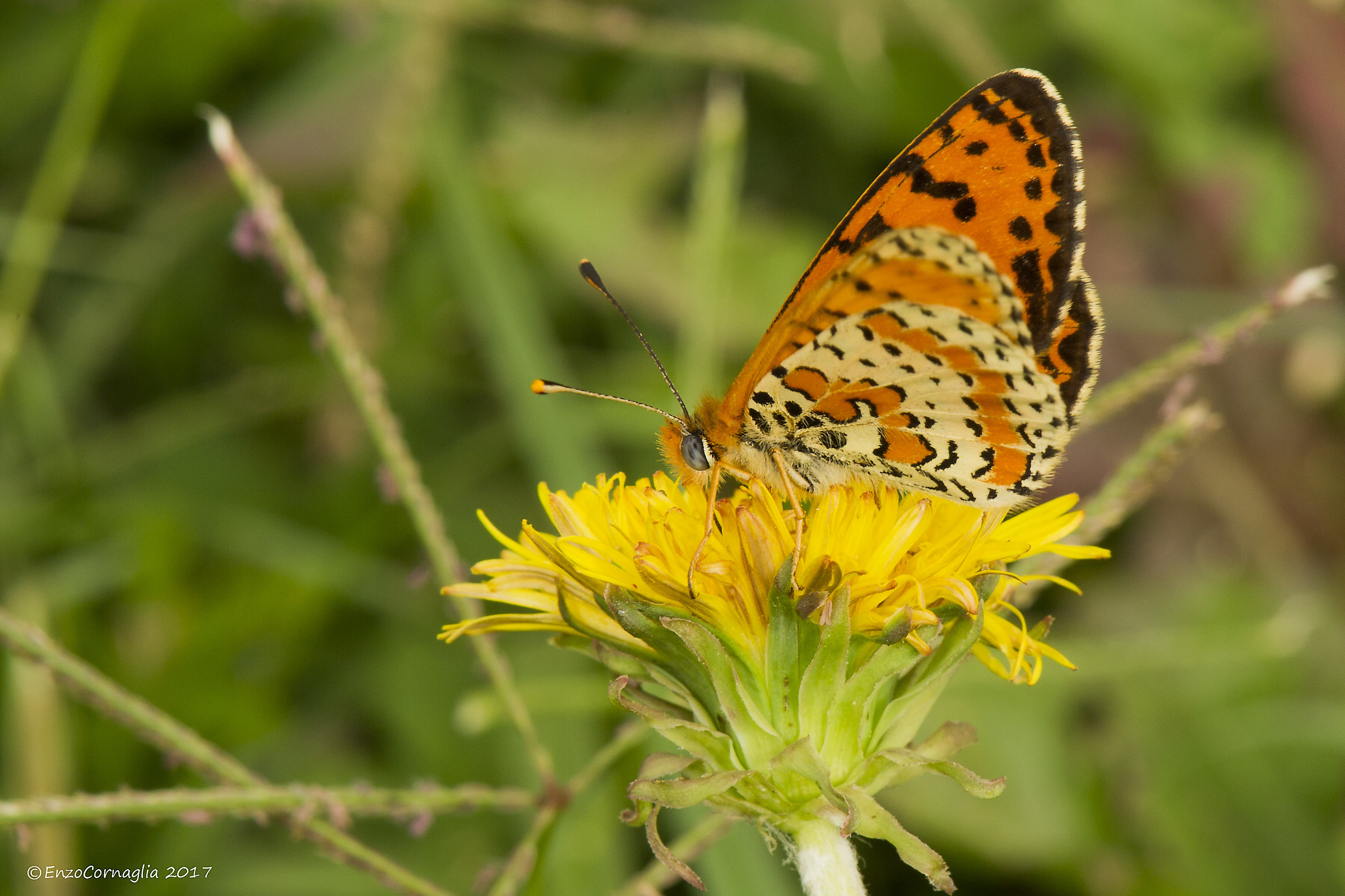 Melitaea didyma