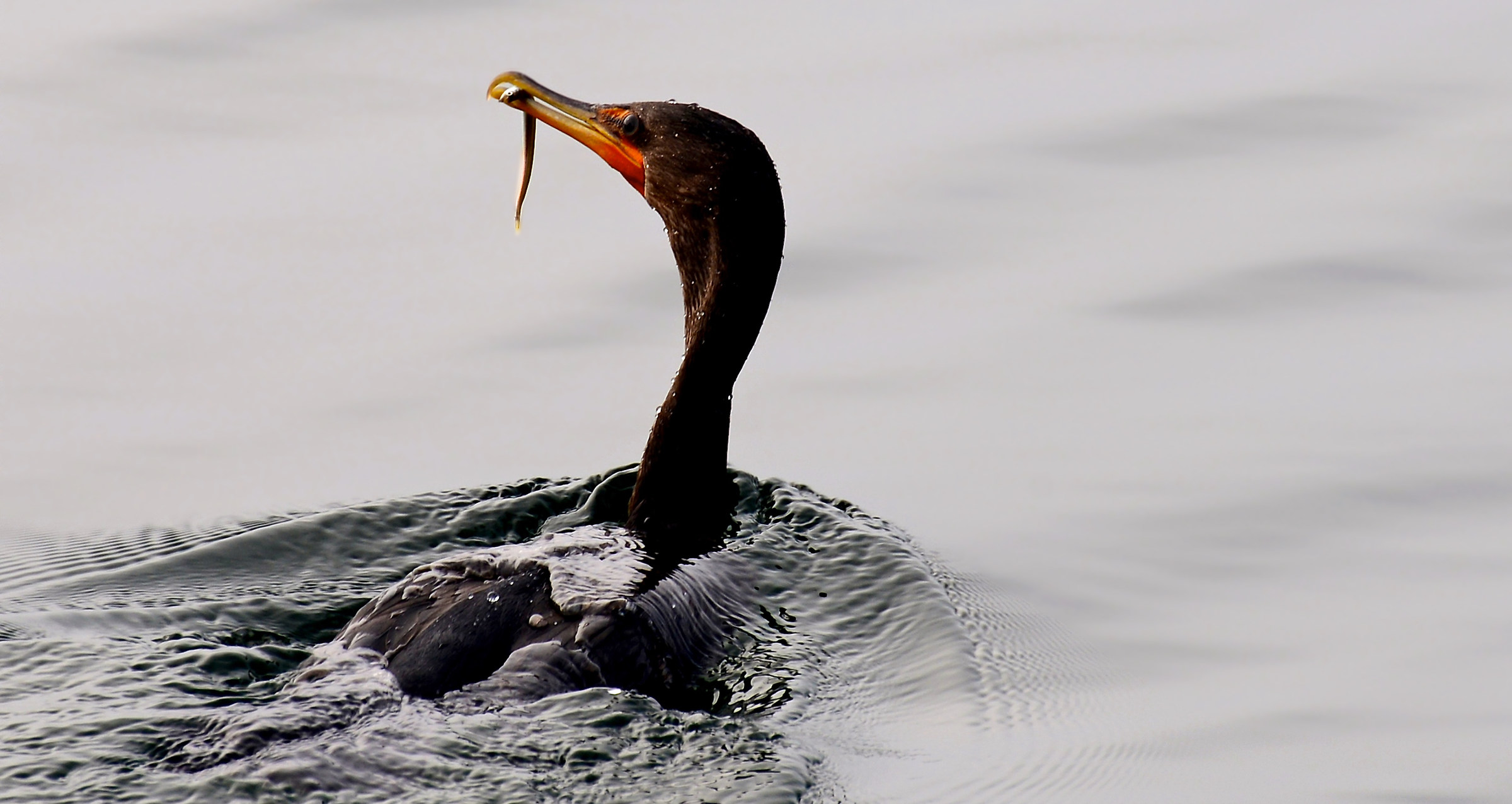 Fishing cormorant