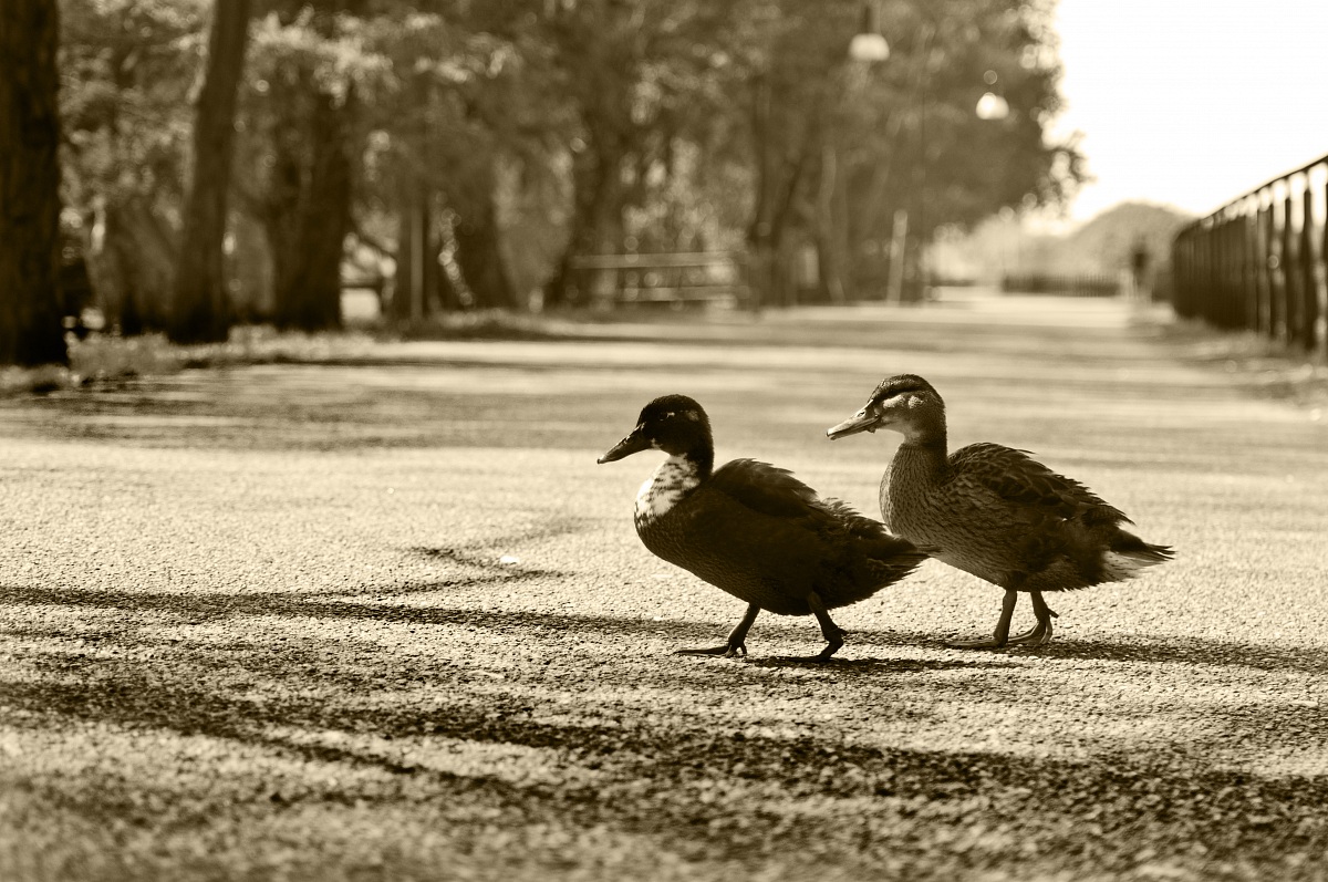 crossing ducks!
