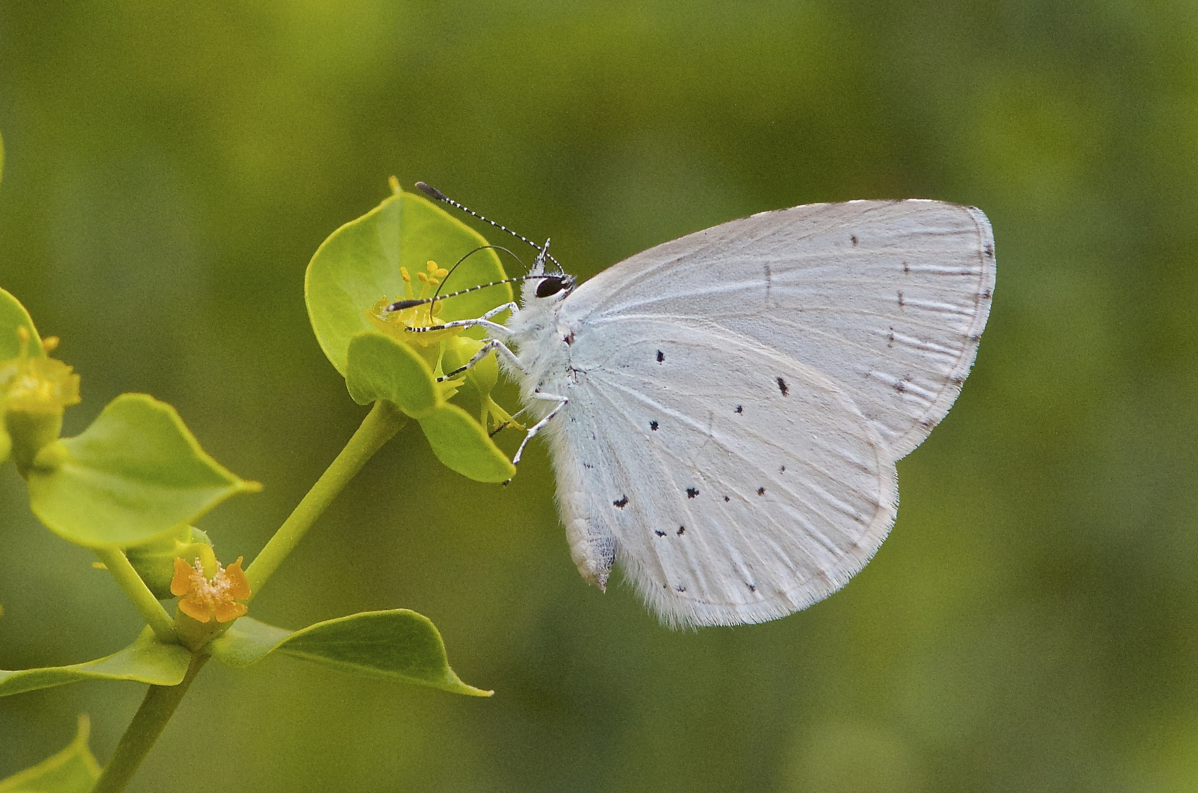 Celastrina argiolus