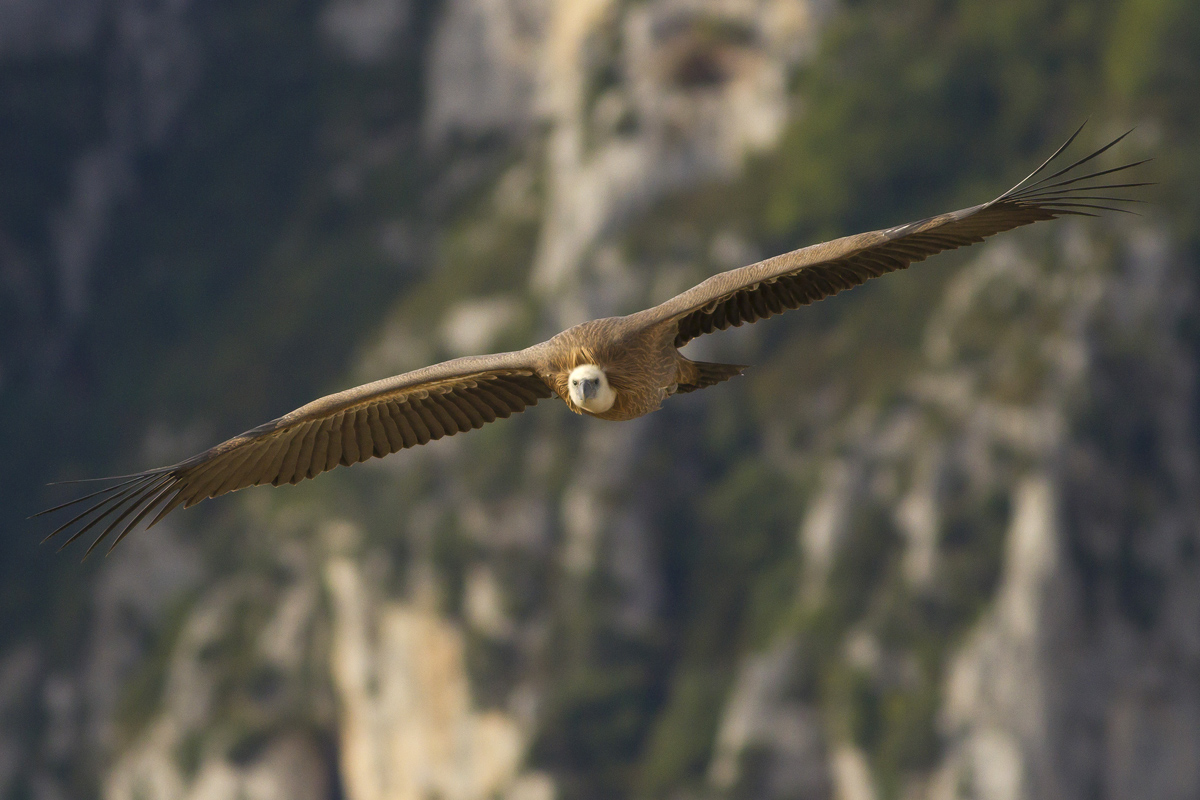 Griffon Verdon