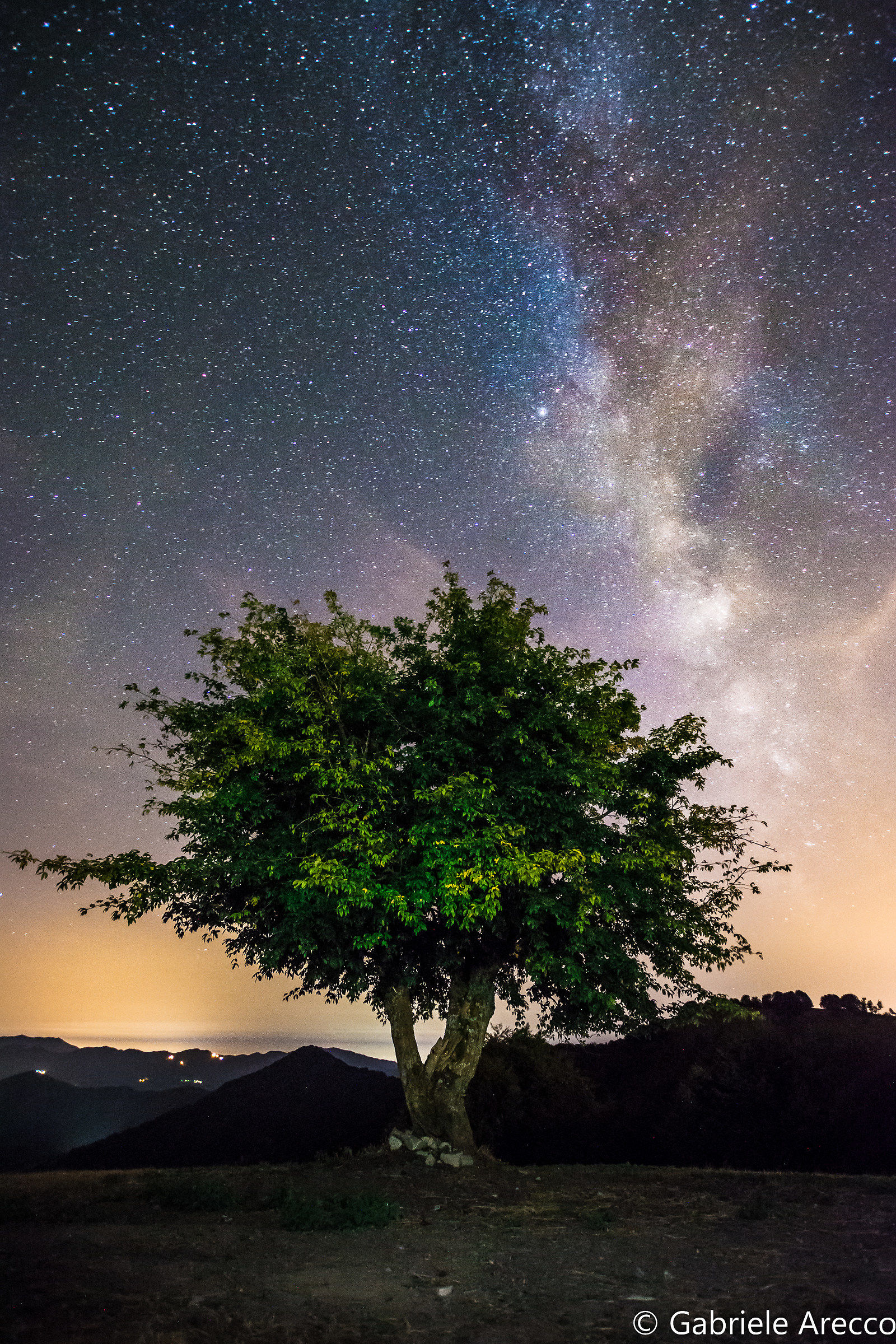 Lonely tree on a starry night