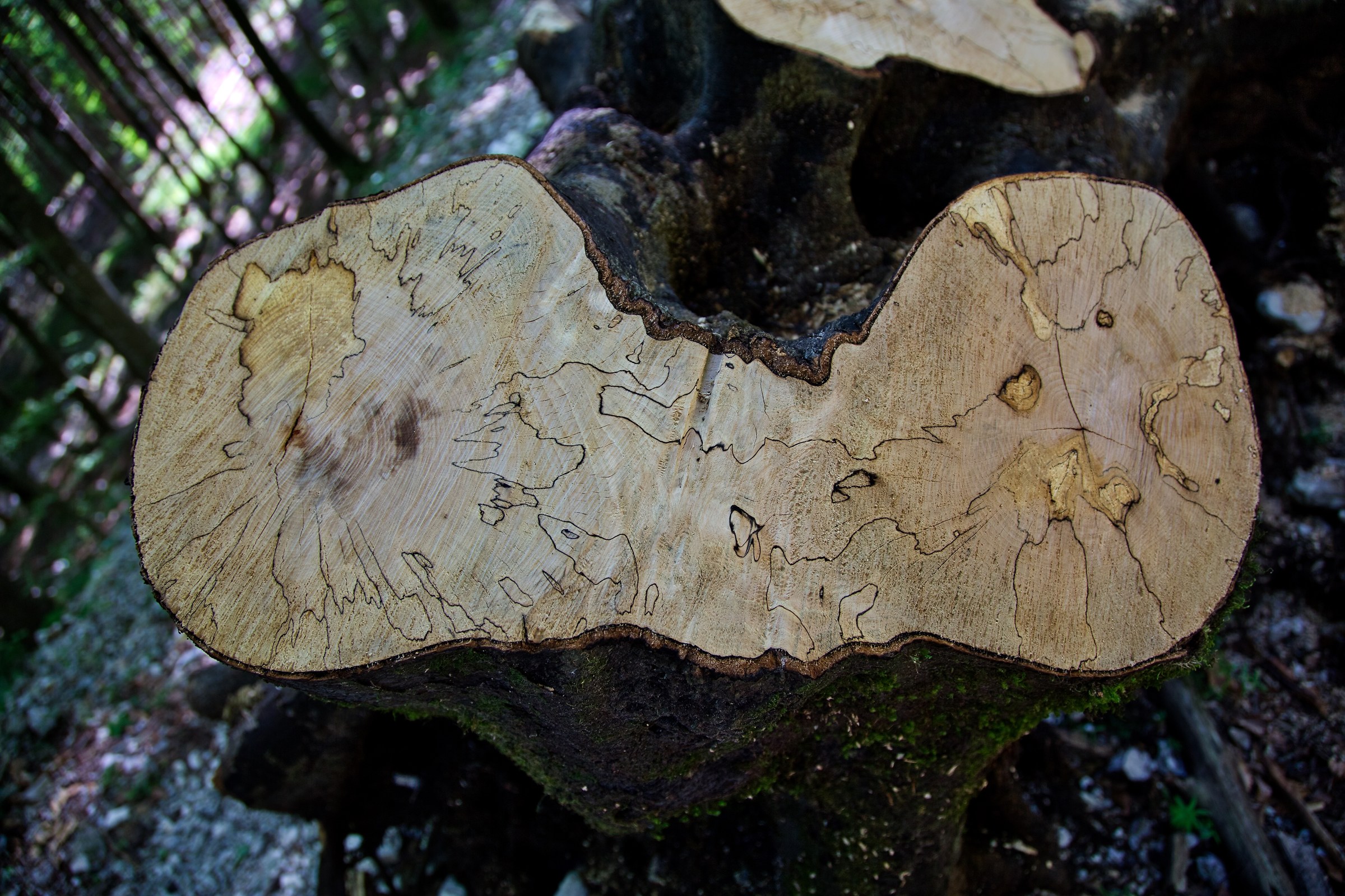 The cut of the forest