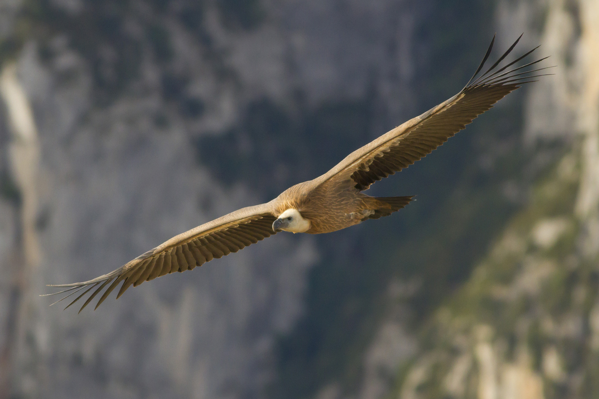 Griffon Verdon