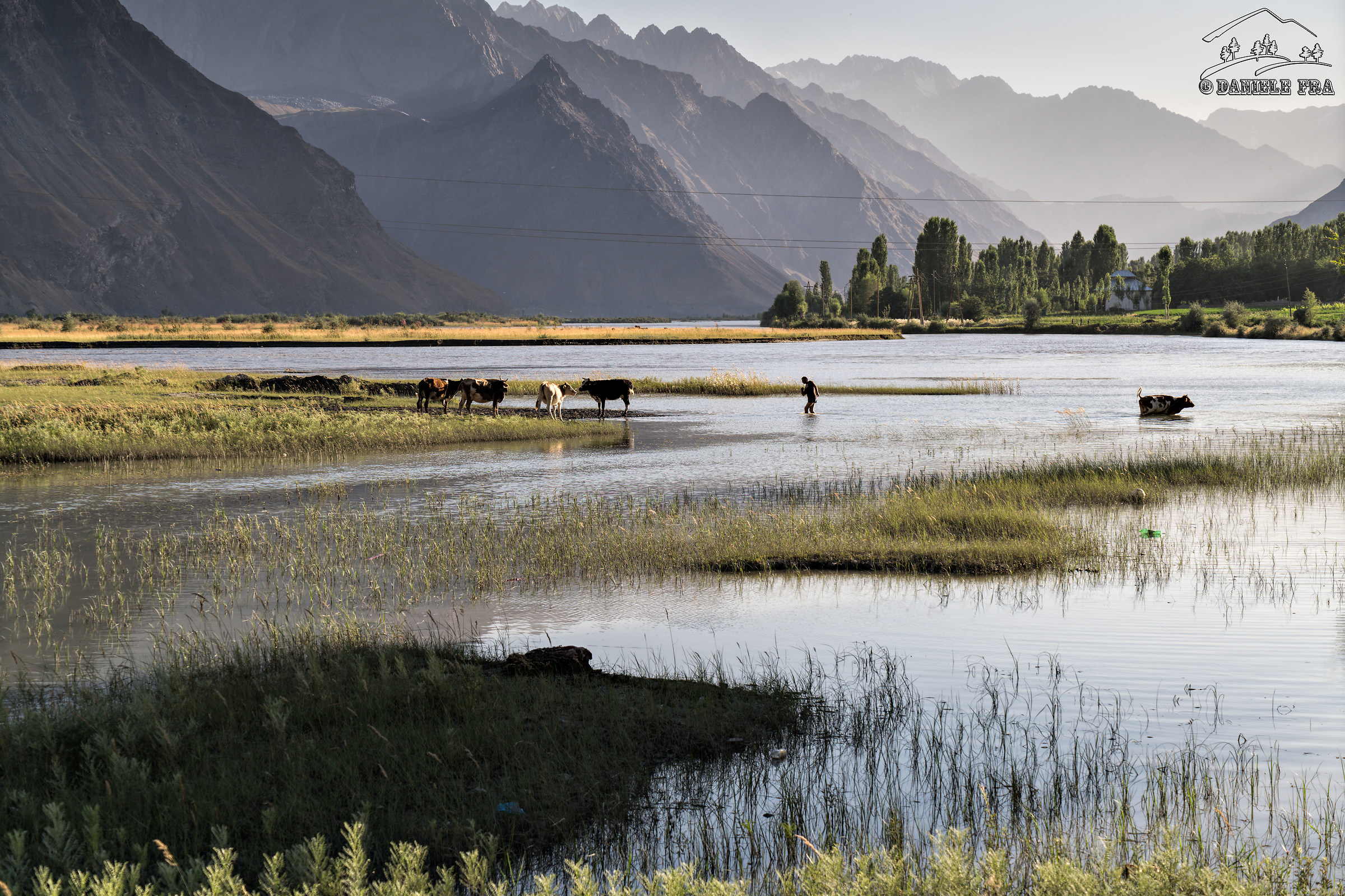 Rushan, grazing cows