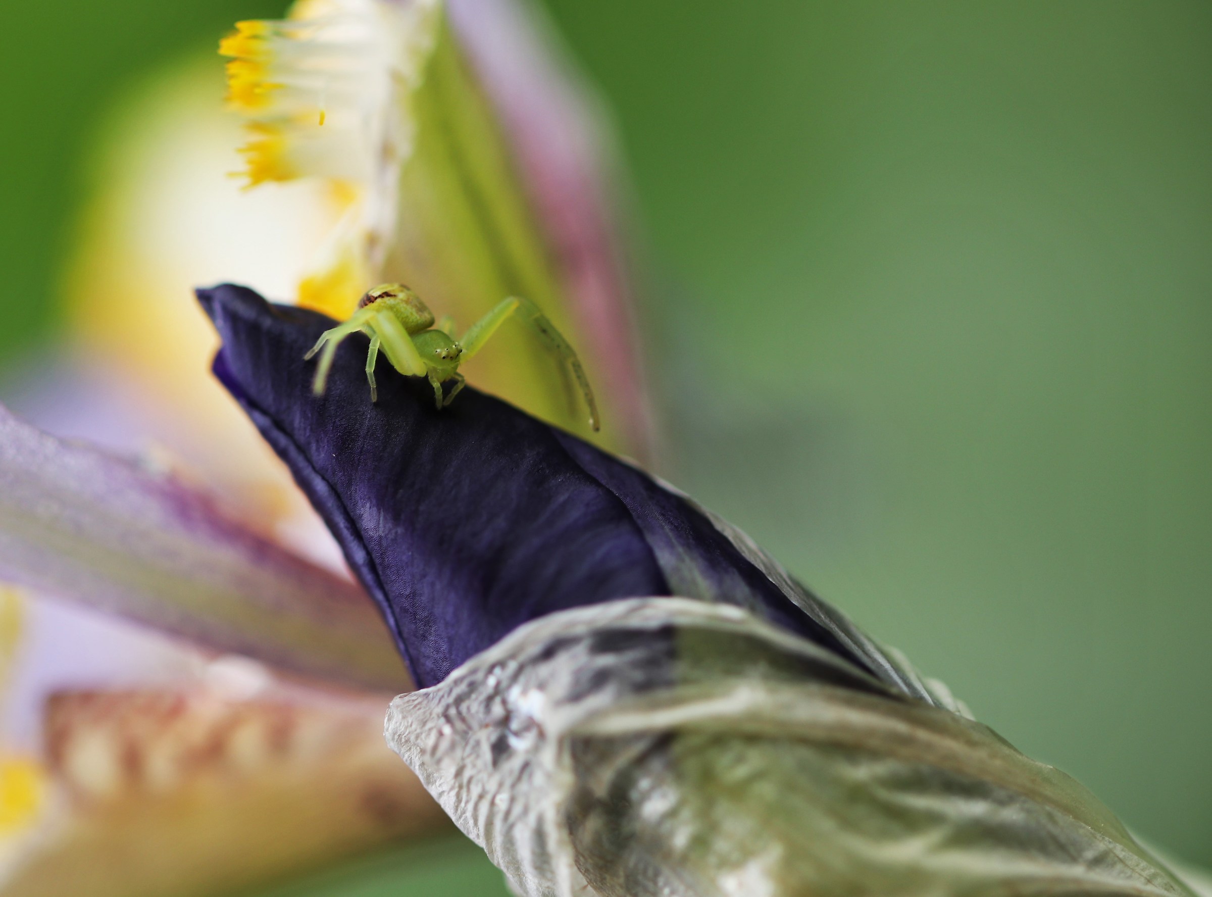 Enthusiastic about iris
