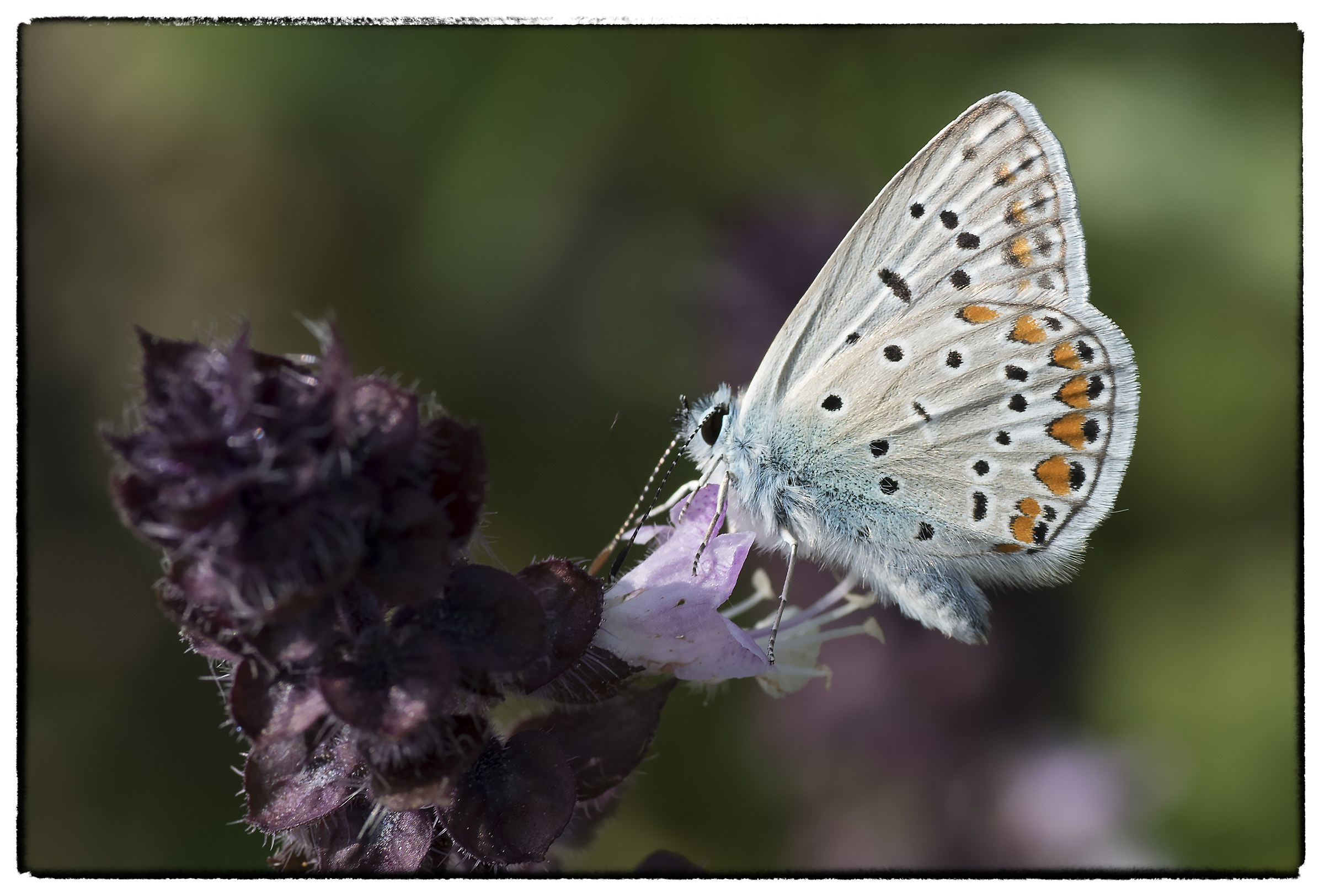 Polyommatus icarus