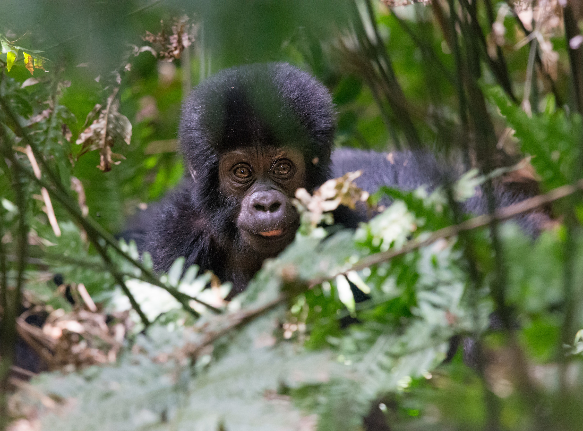 Baby Mountain Gorilla