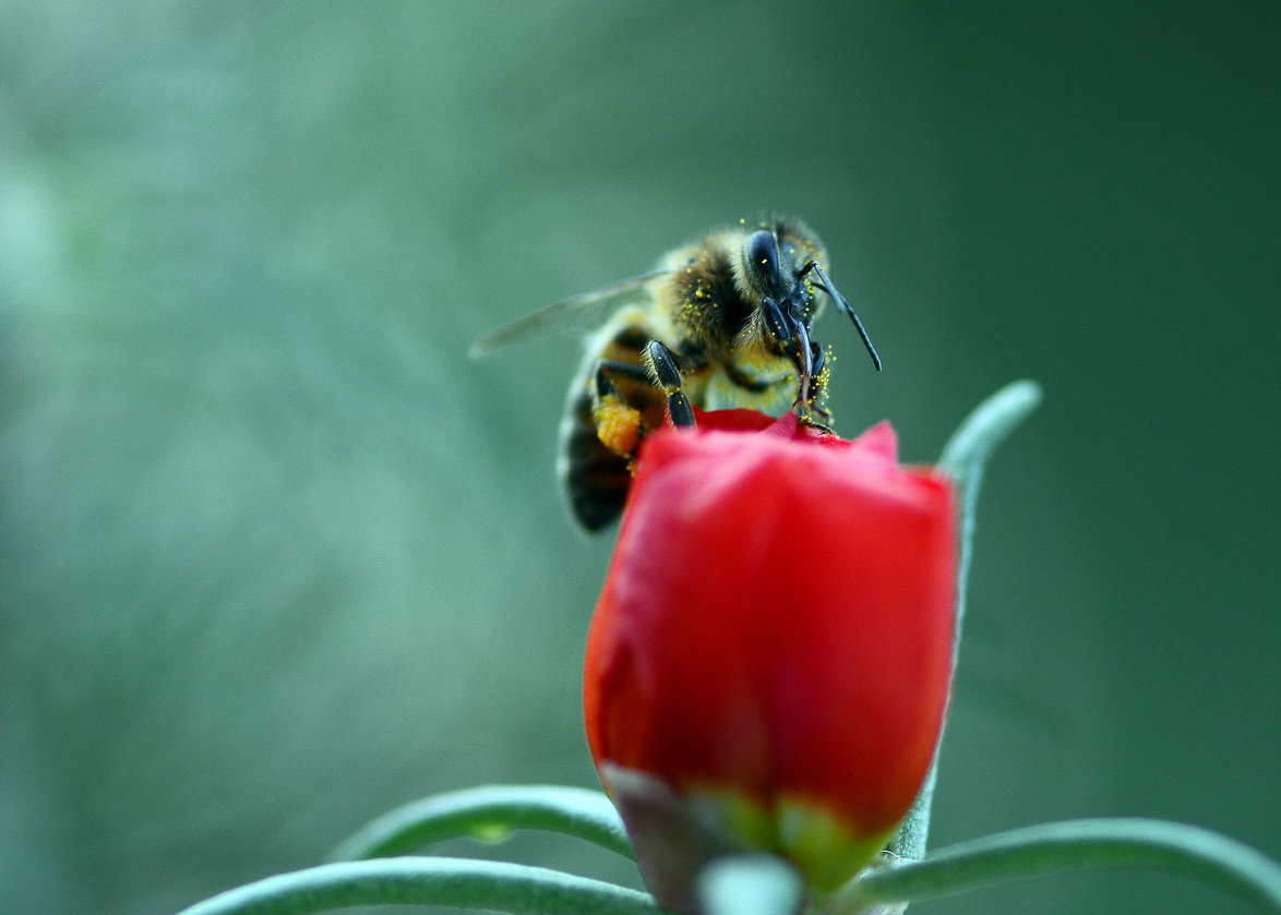 Bee on portulaca