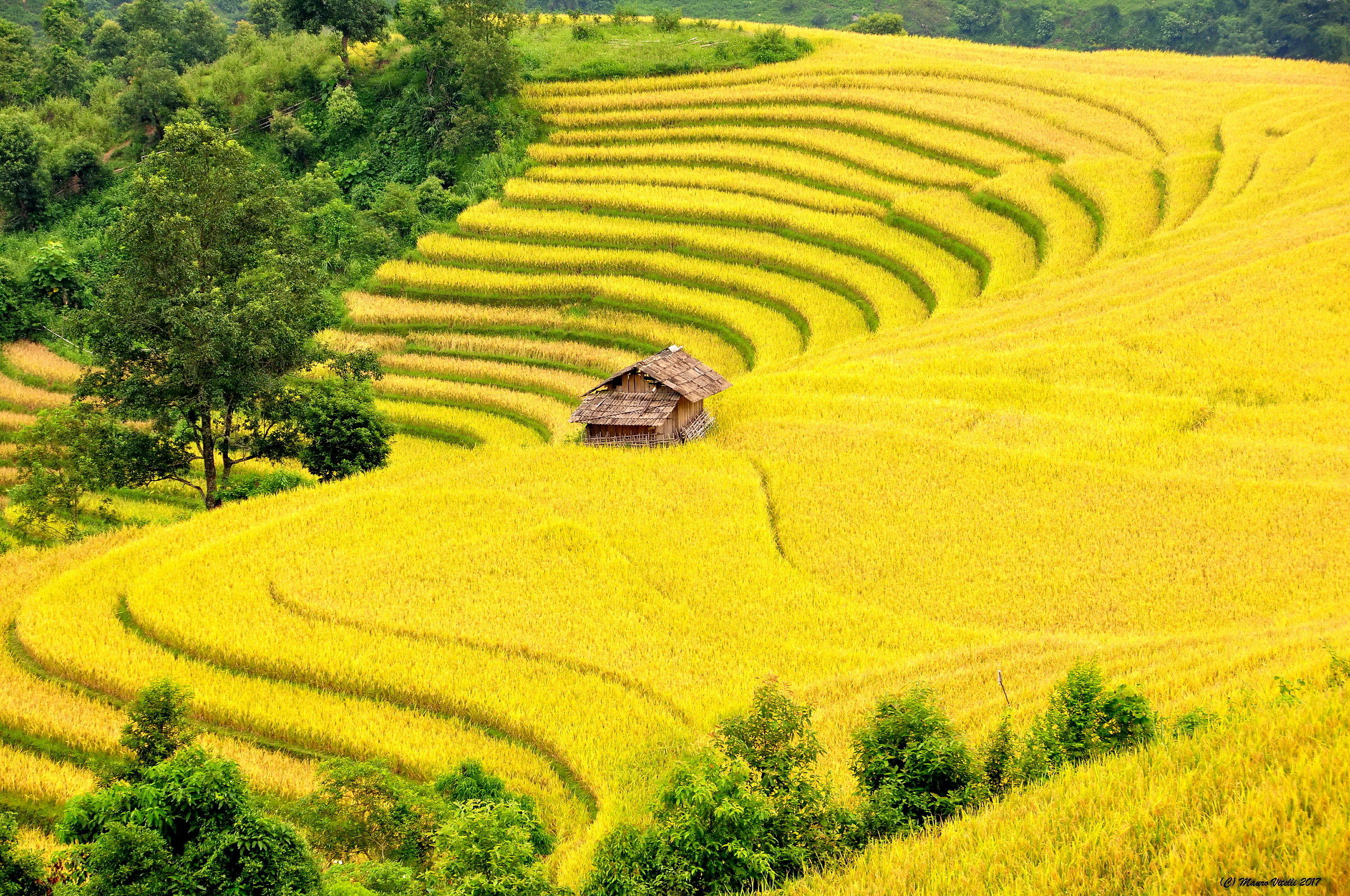 Risaie al nord del Vietnam