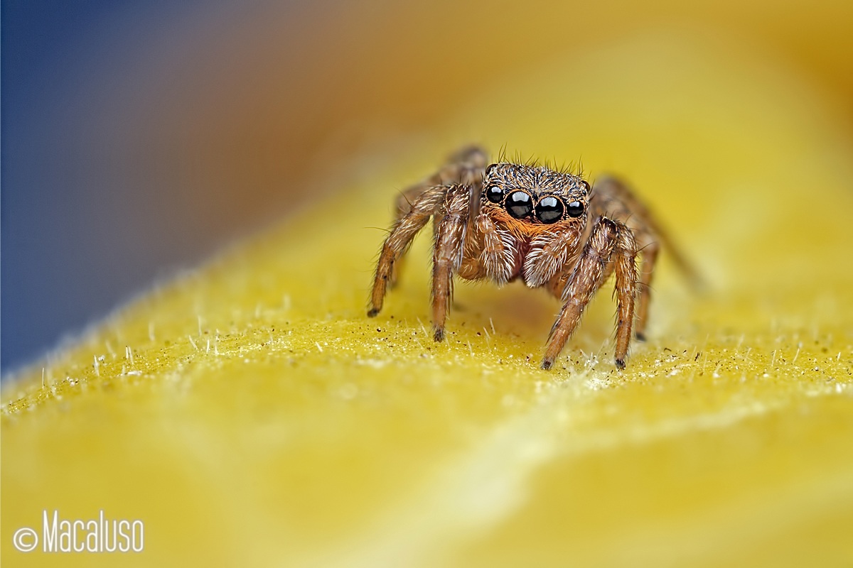 euophrys rufibarbis (femmina)