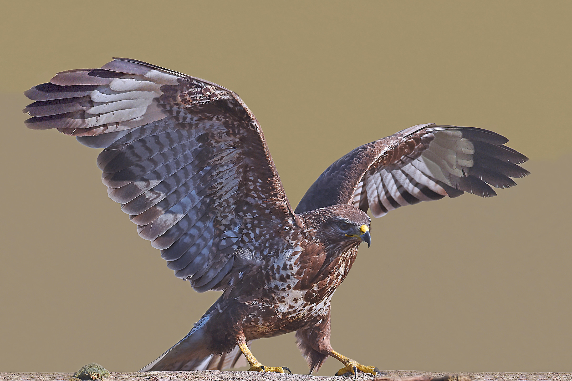 Feather Stories (Poiana)