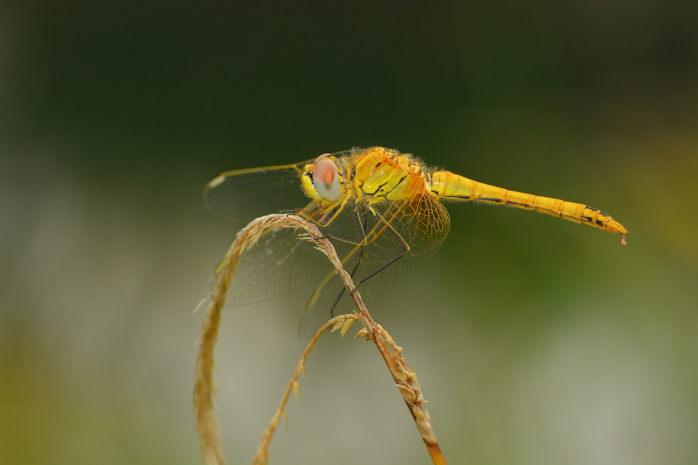 Quando scappa, scappa!