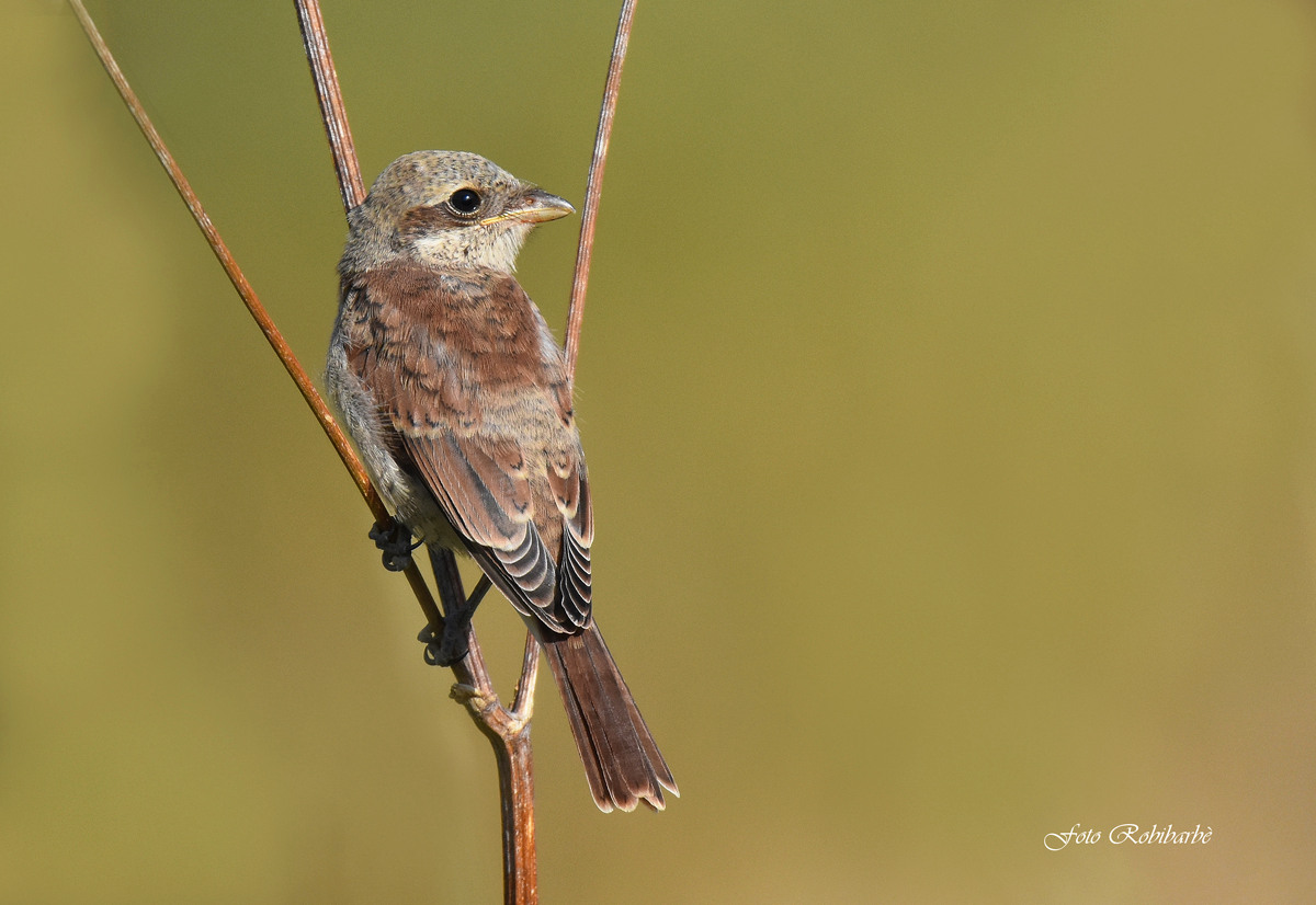 Averla juv ... the first sun ...