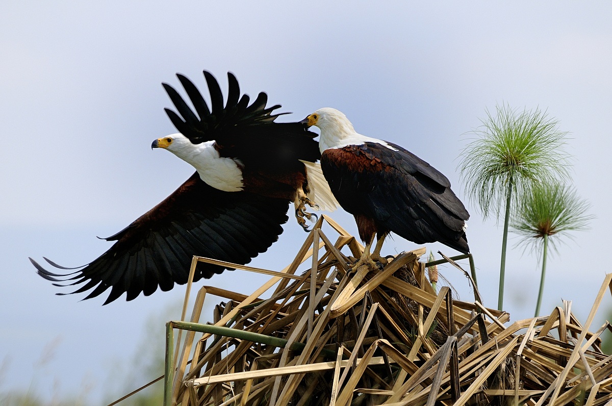Fish eagle