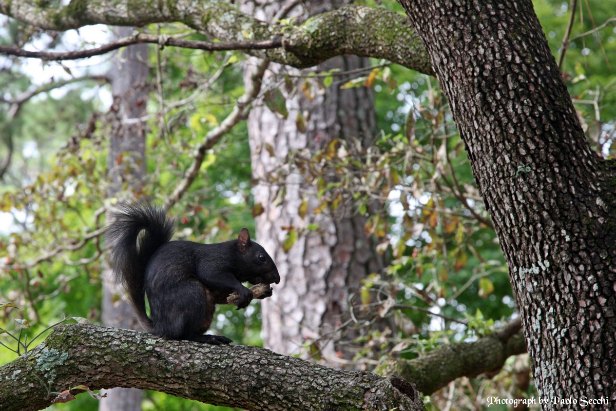 Black squirrel