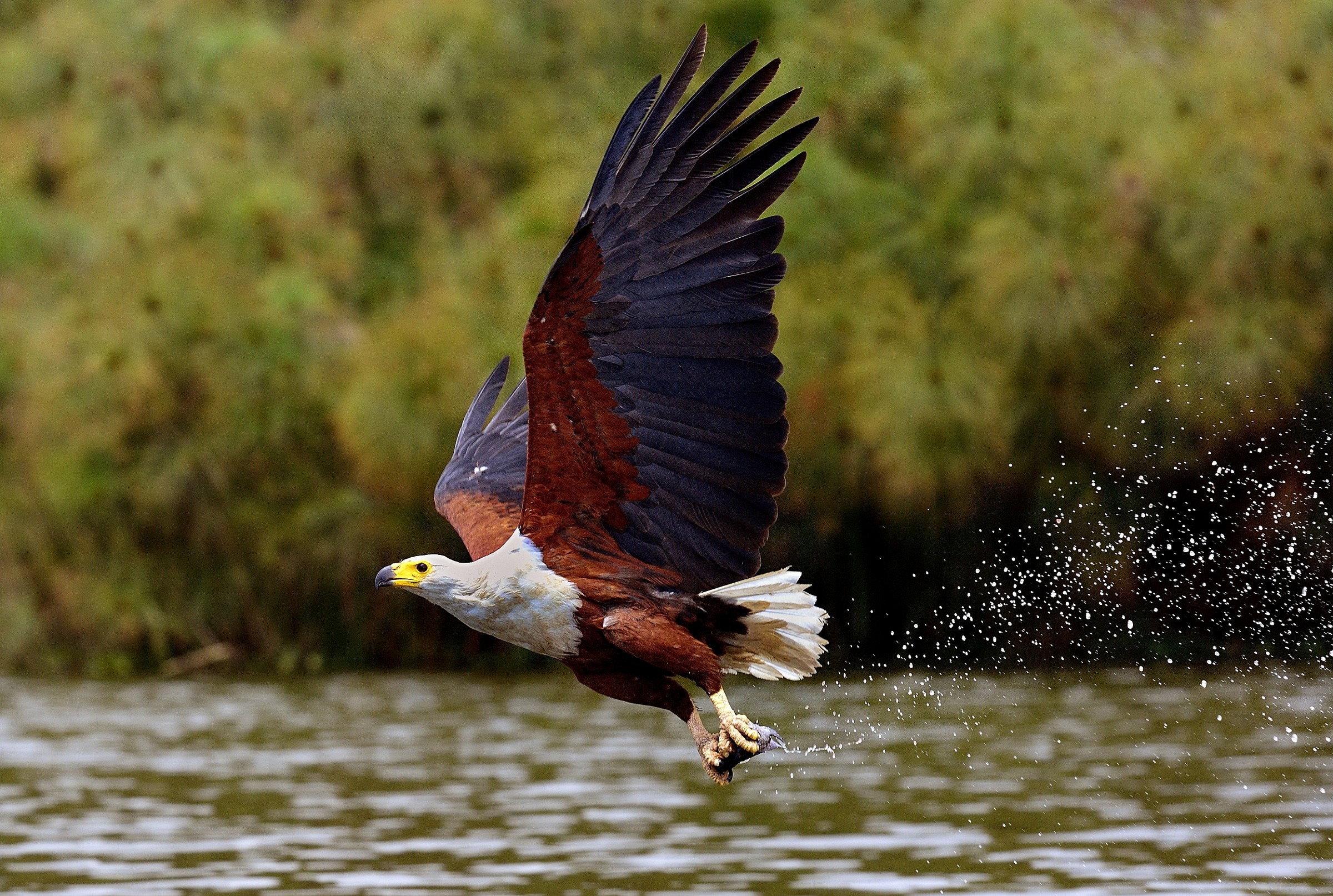 Fish eagle