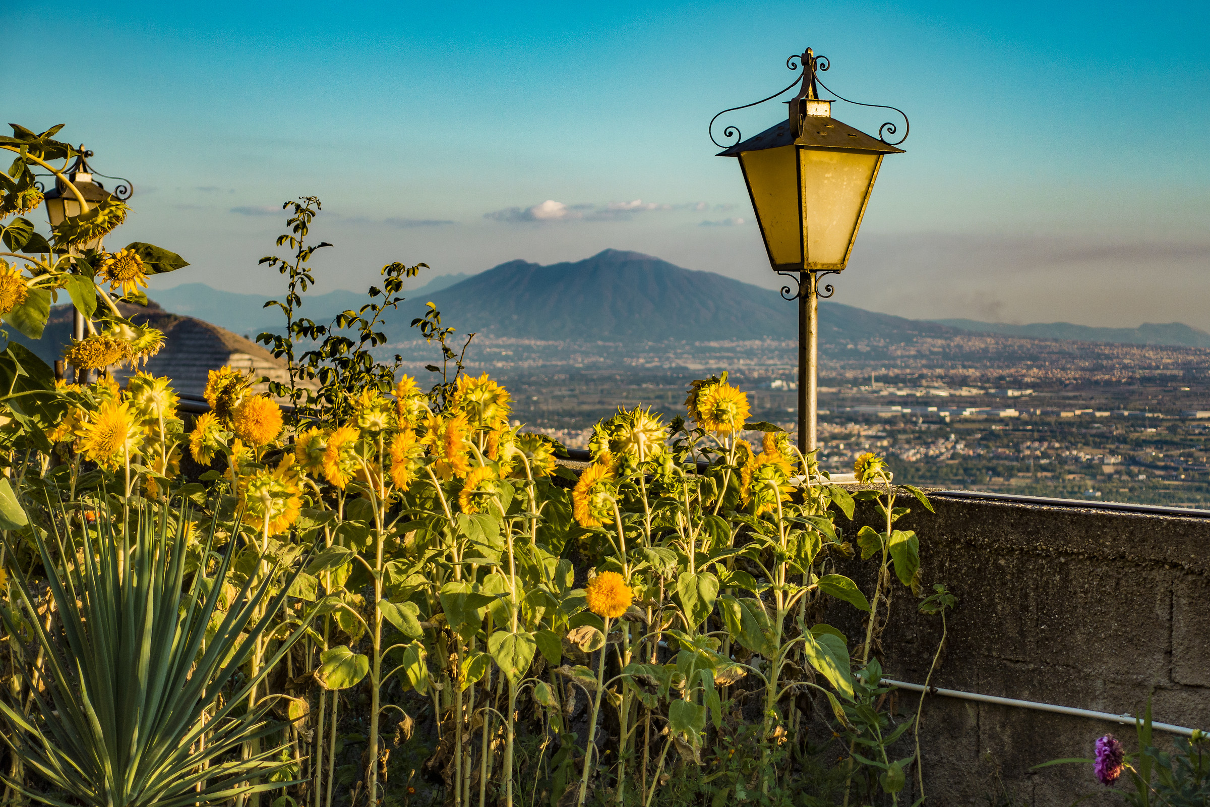 Girasoli e Vesuvio
