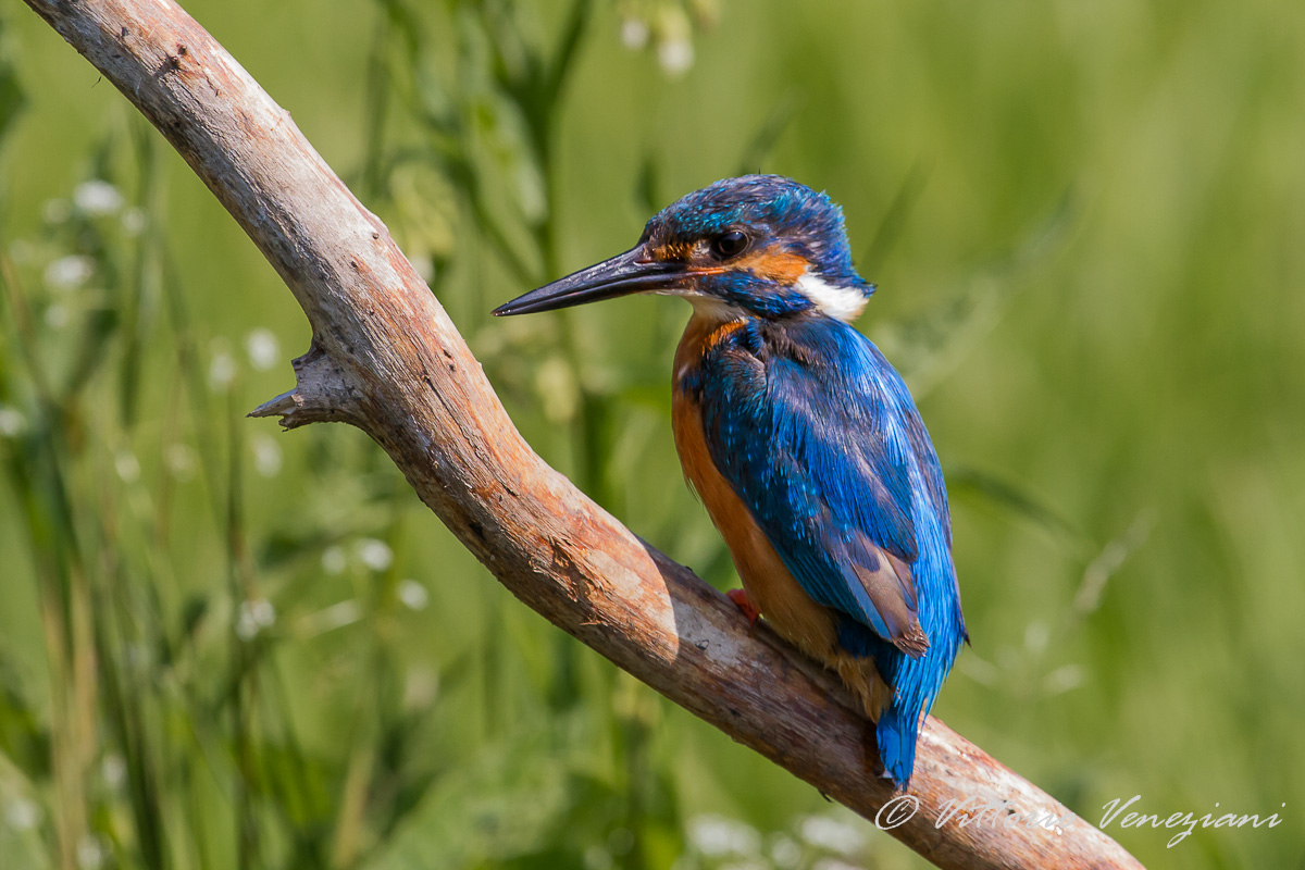 Il profilo di Martino
