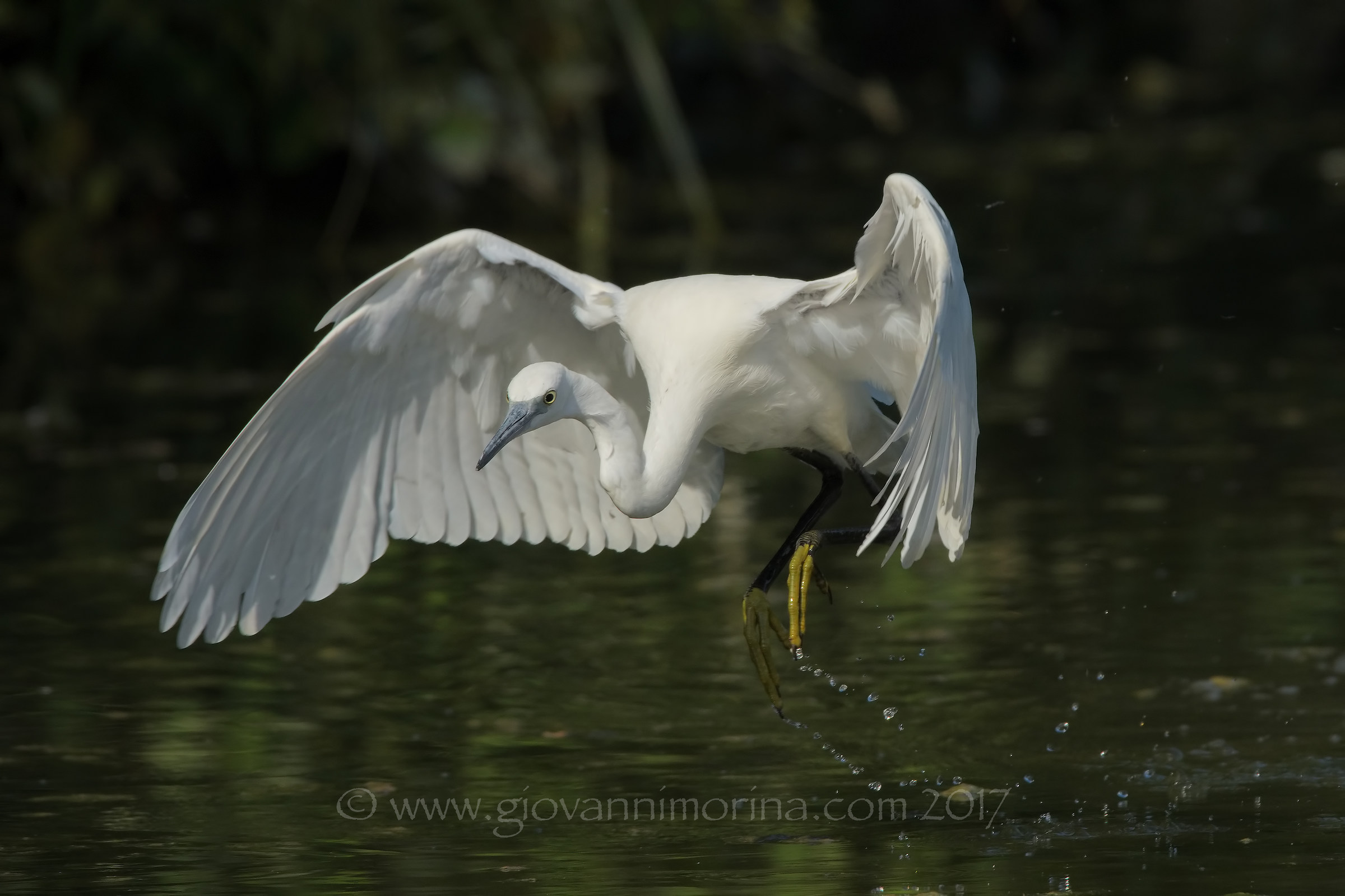 The invasion of the garzetta