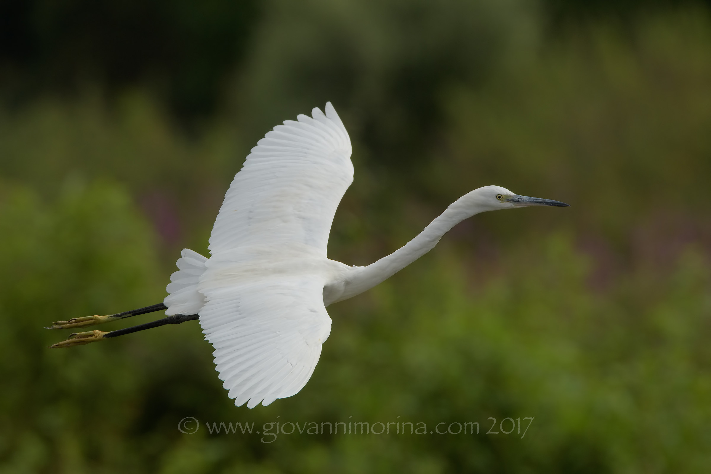 Il volo della garzetta