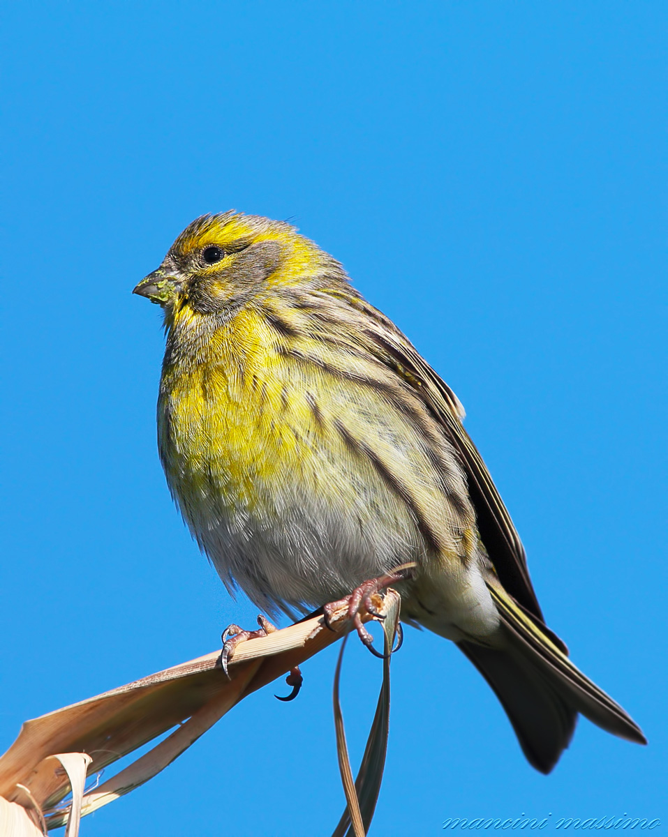 Serin (Serinus canaris)
