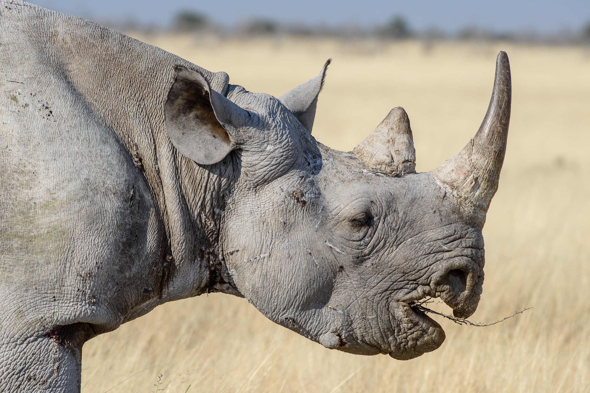 Un profilo importante