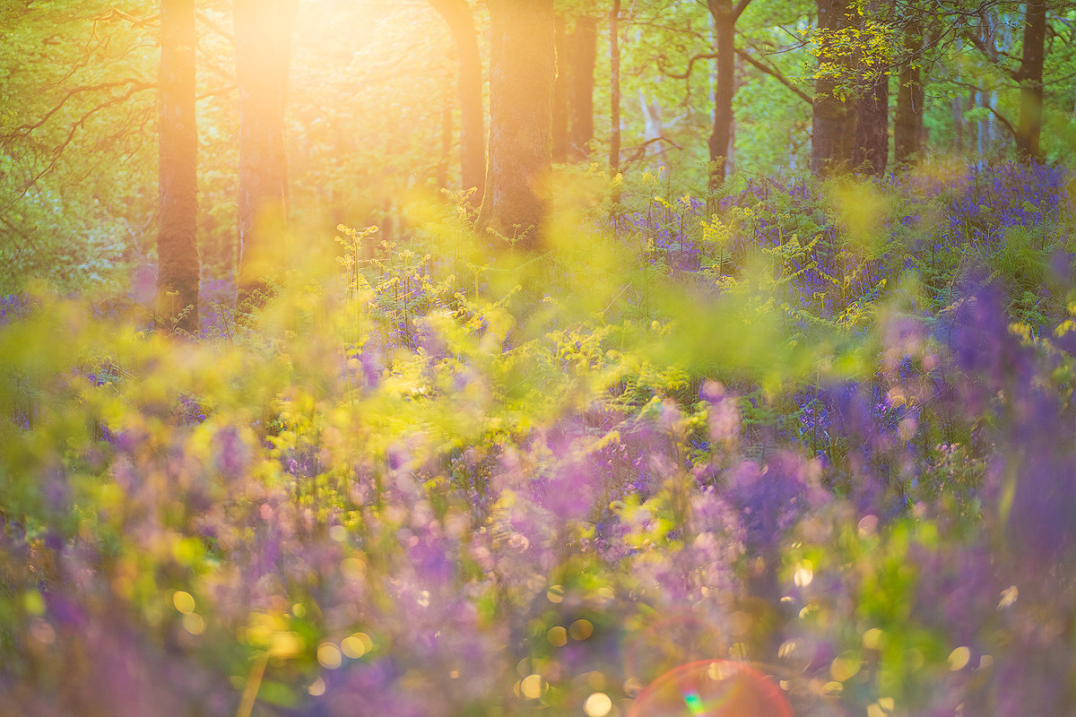 Dimension Walden - Nestled in the woods