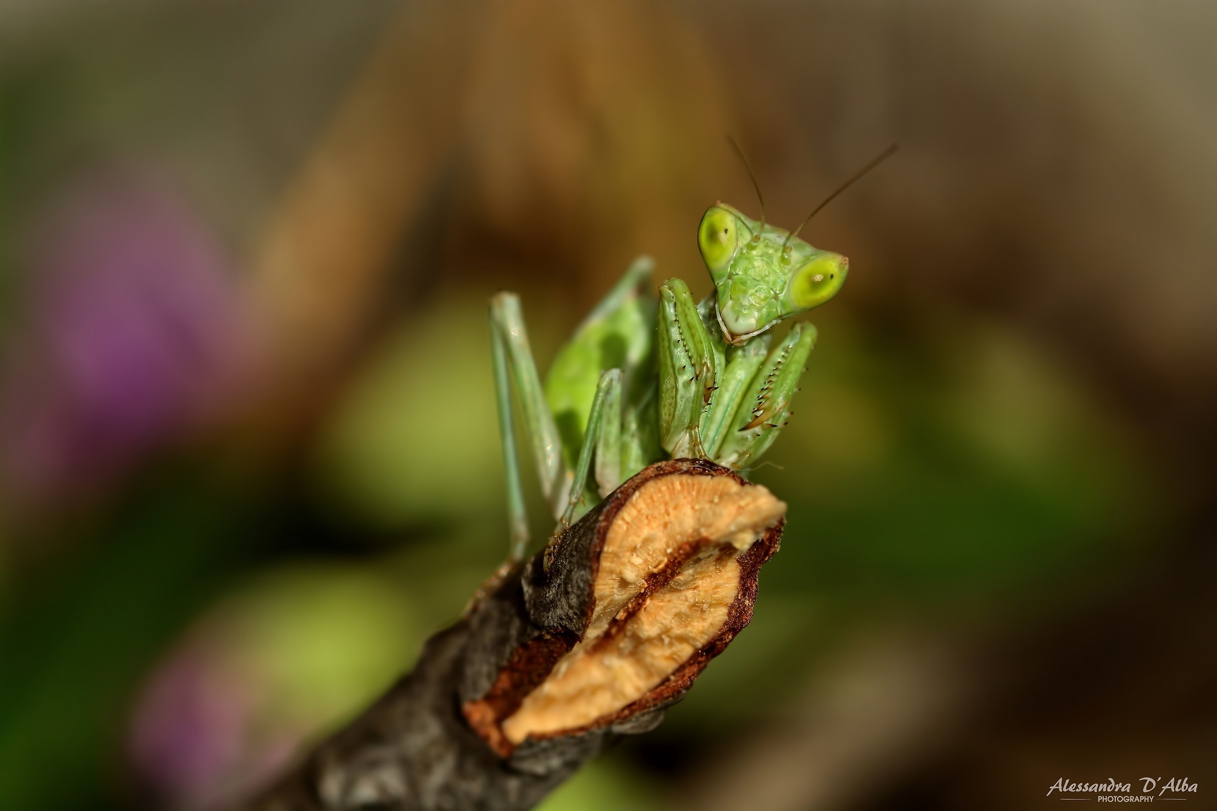 Here you are Tina ... the mantidine!