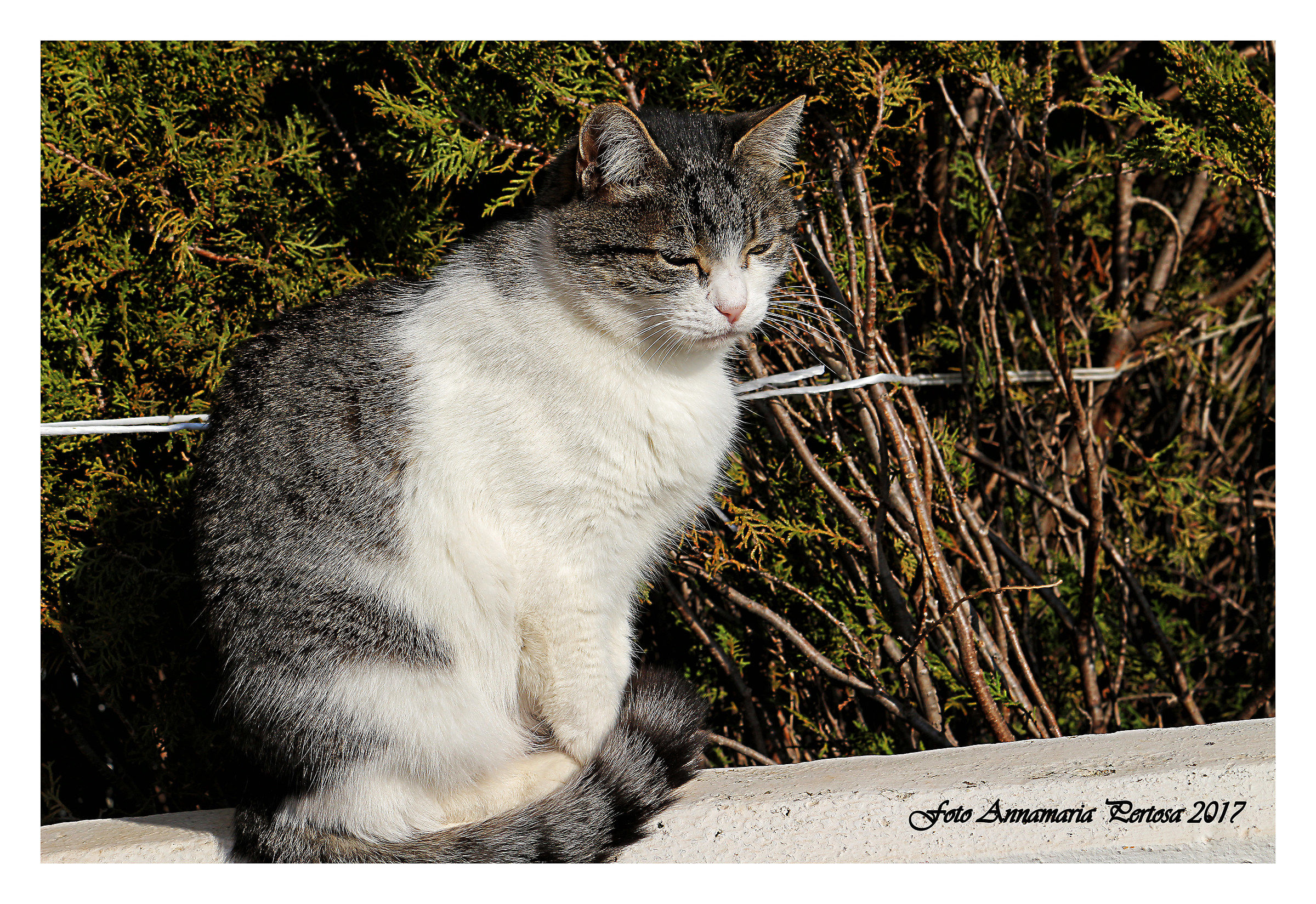 Jskra is a friend of Milly by Claudio Cozzani