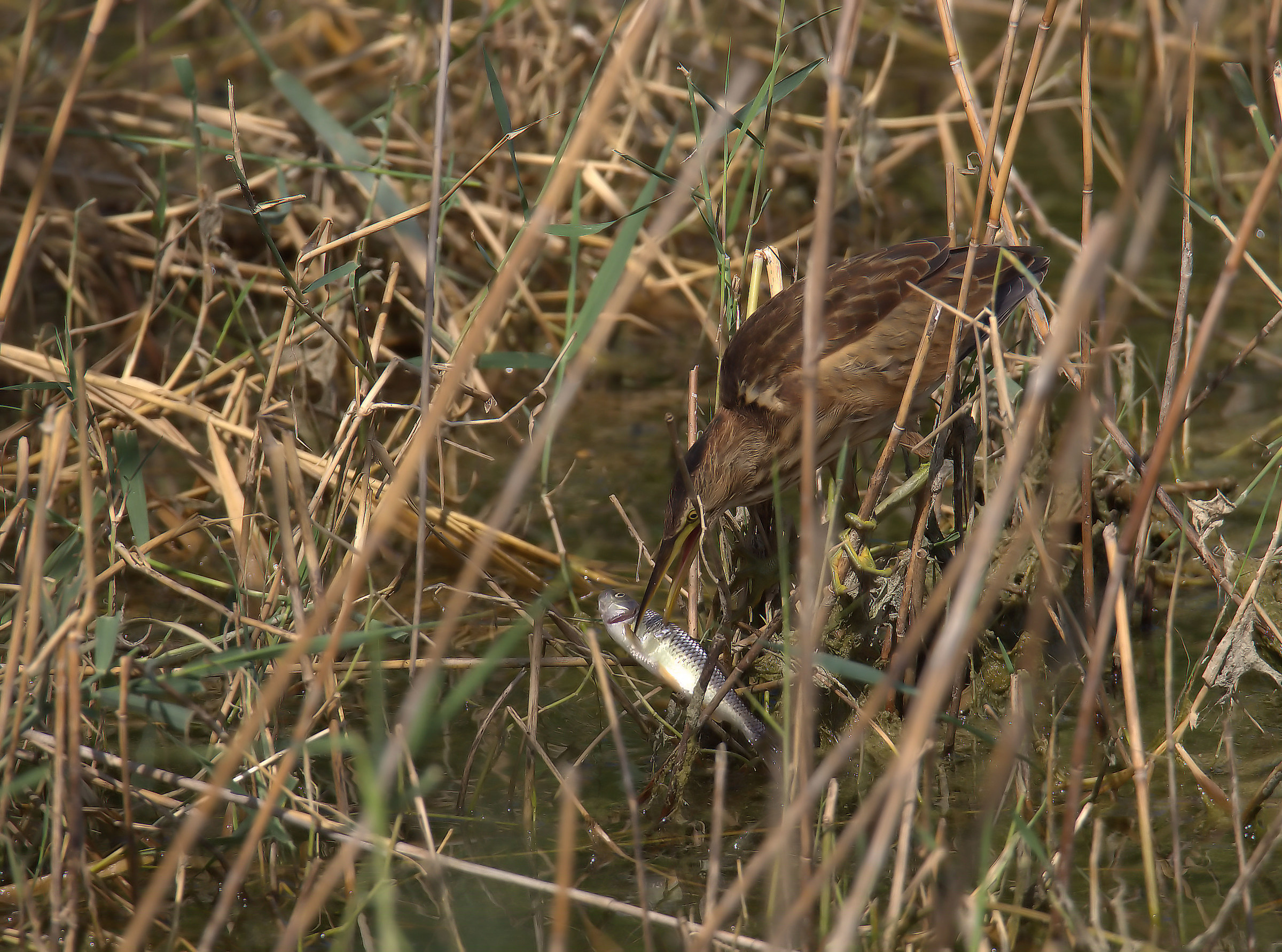 Bittern