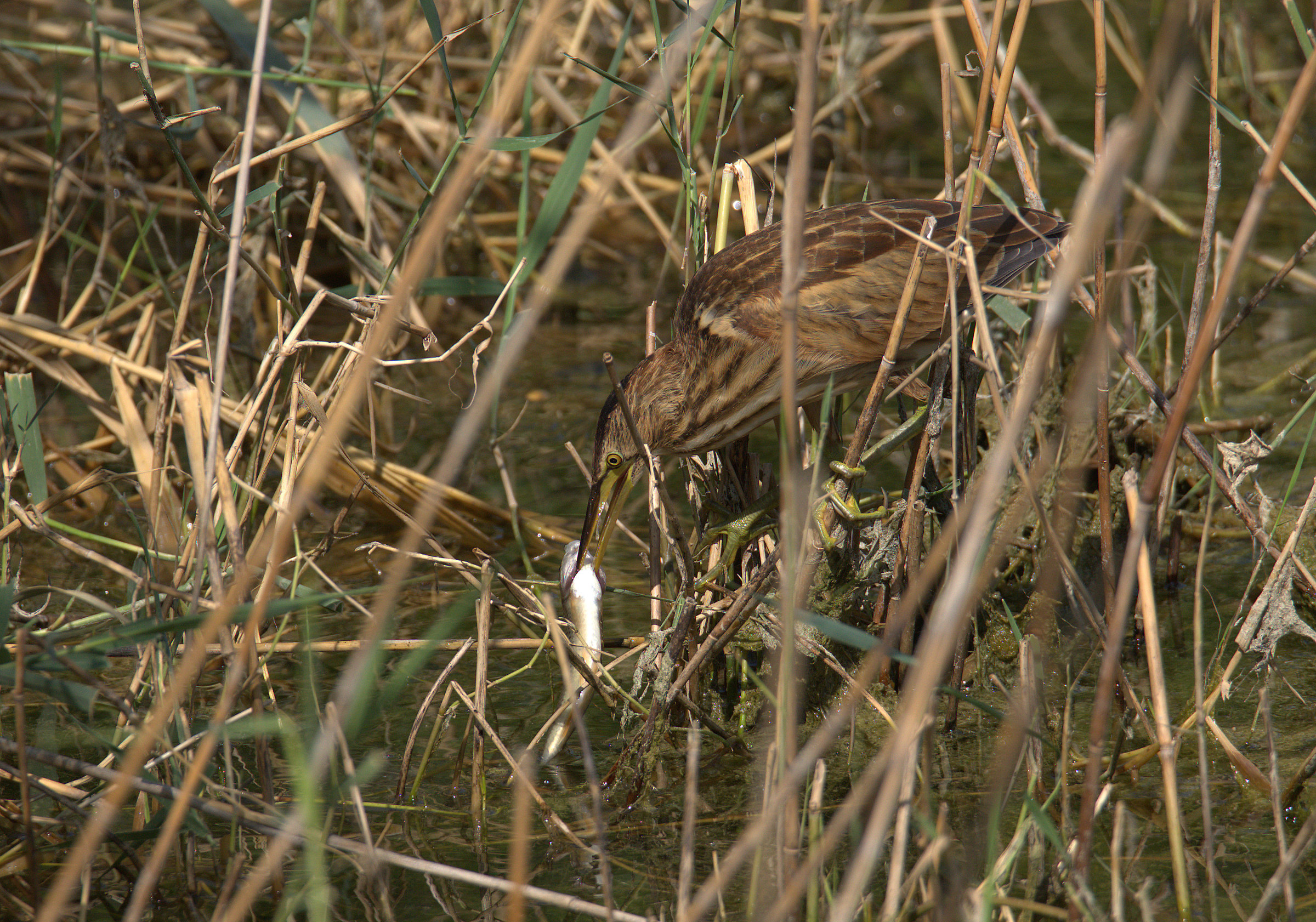 Bittern