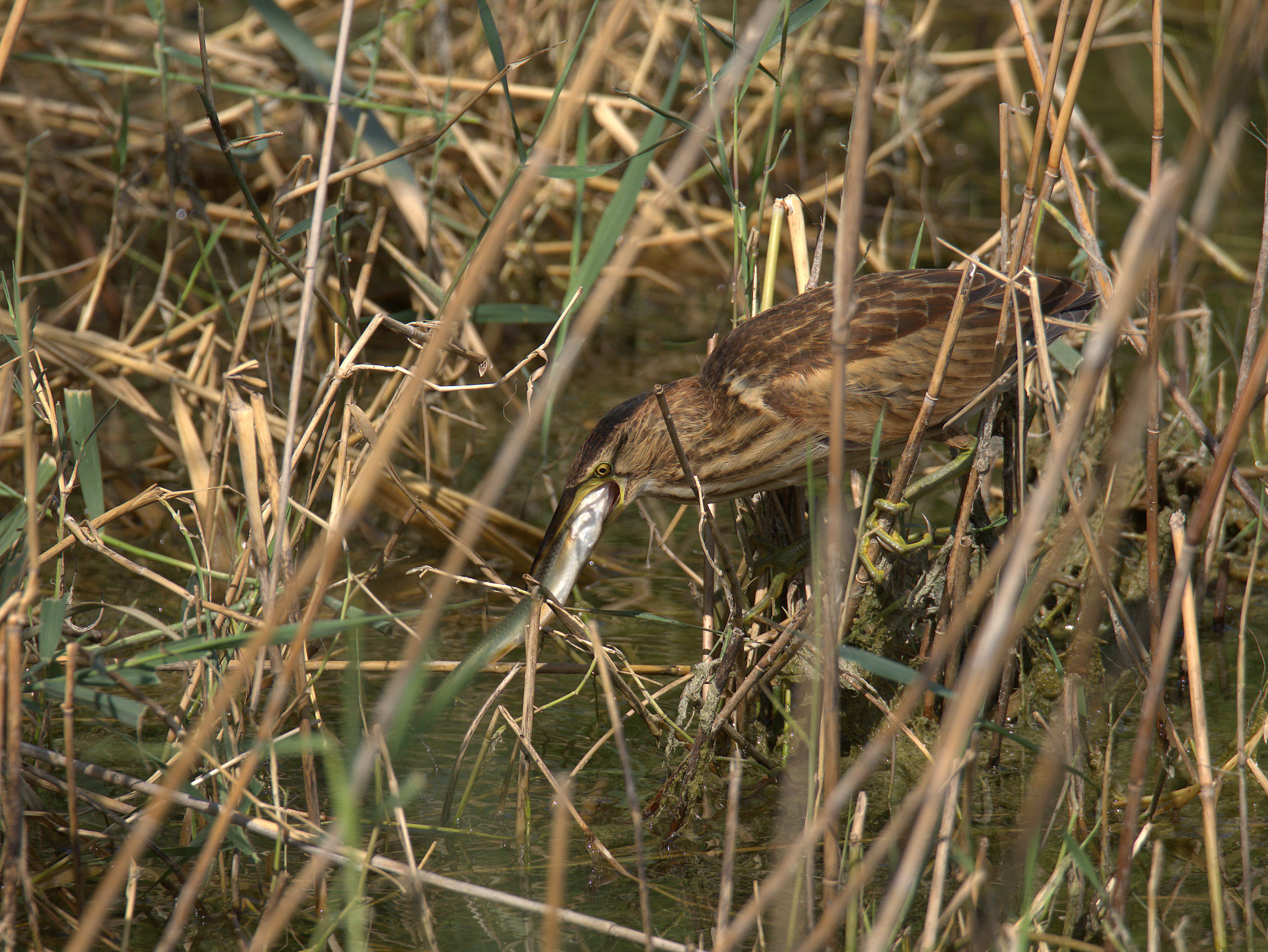 Bittern