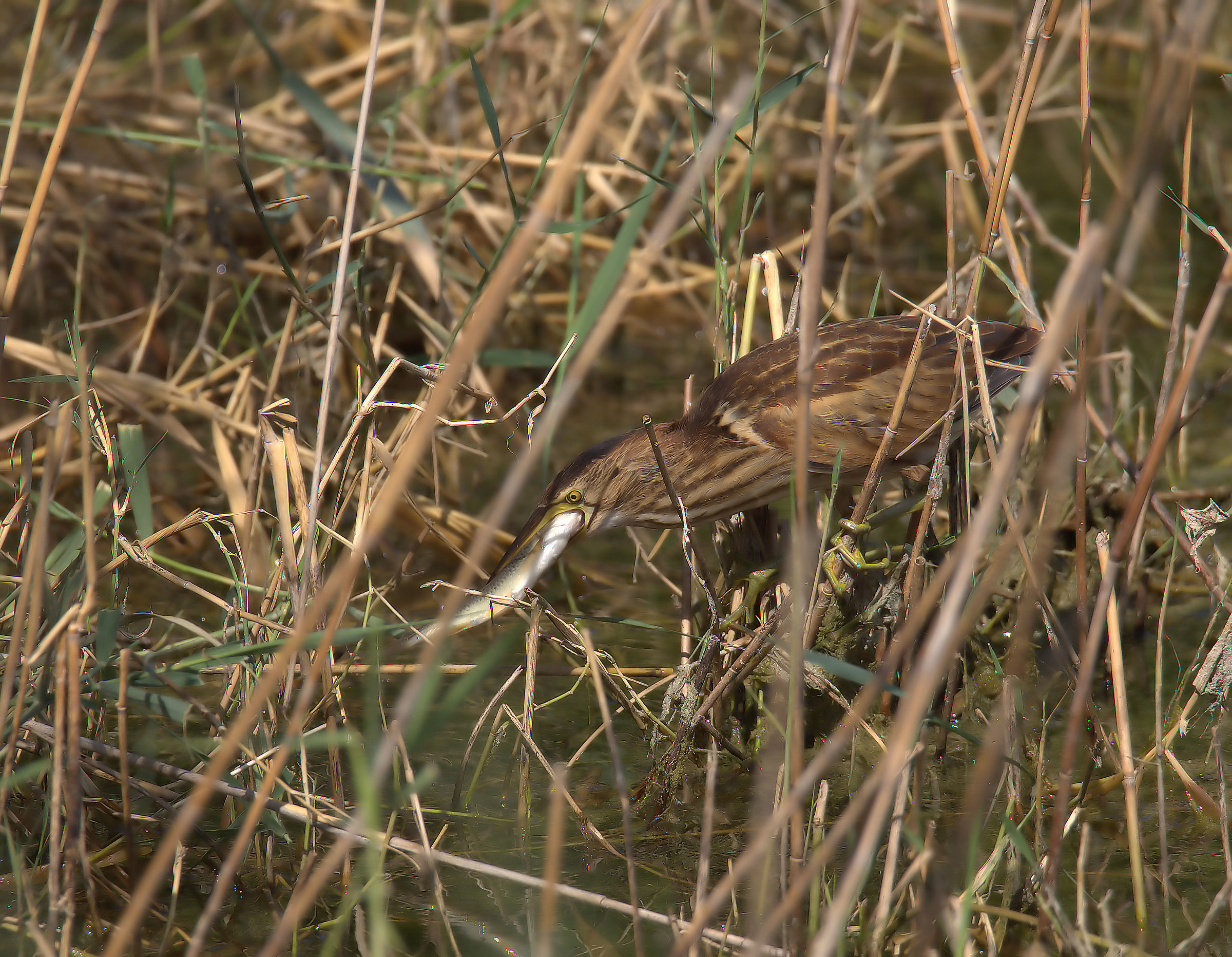 Bittern
