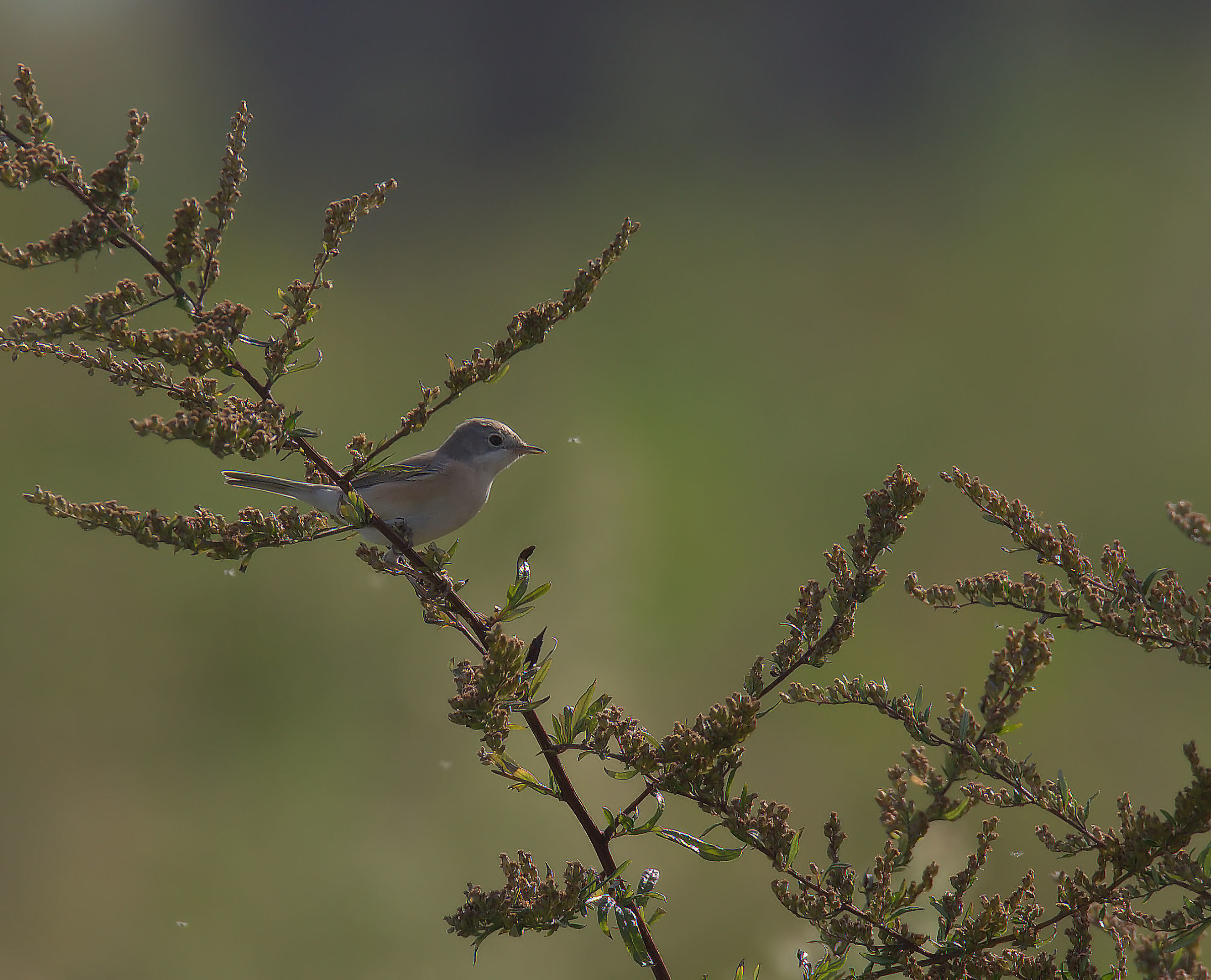 subalpine Warbler