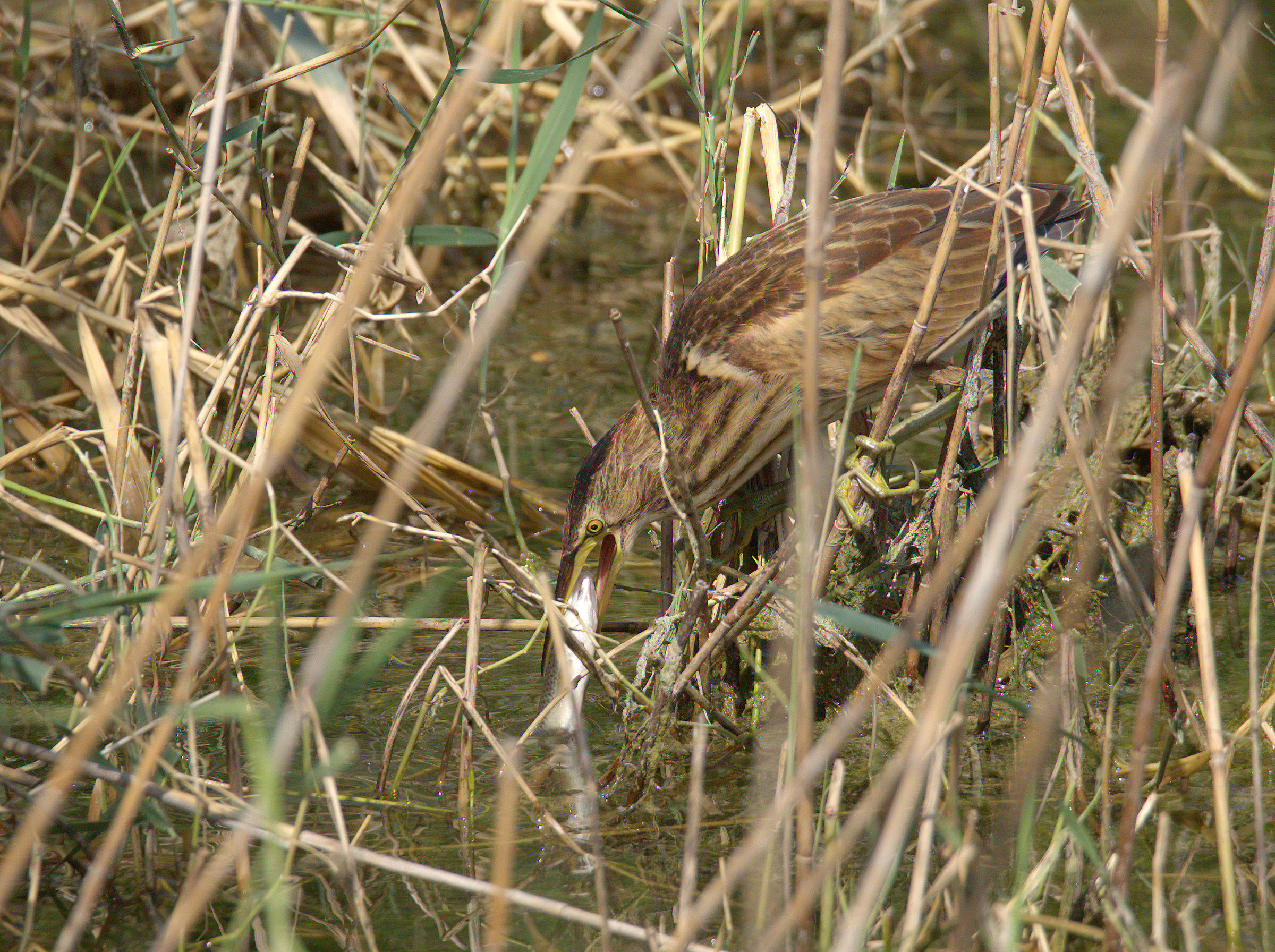 Bittern
