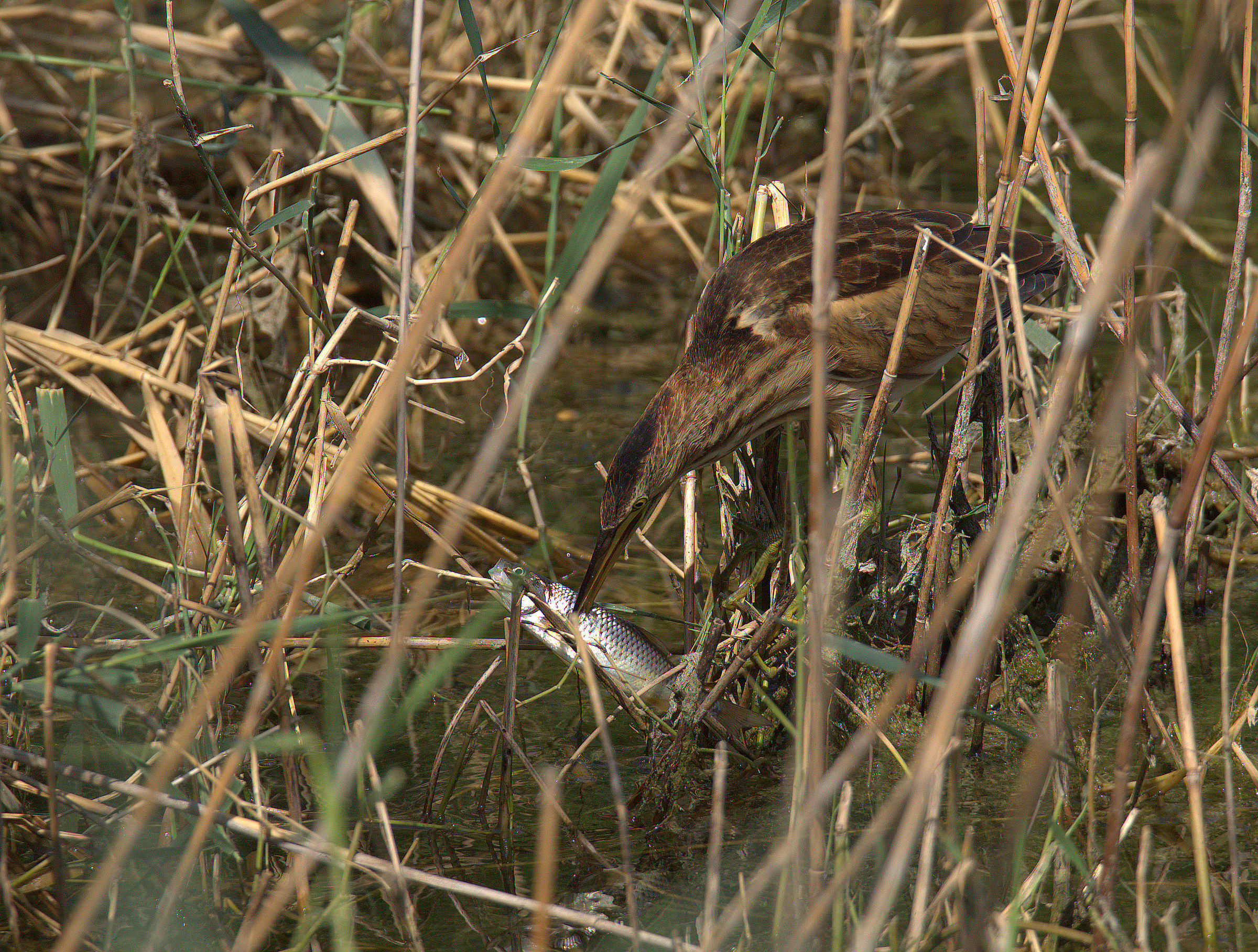 Bittern