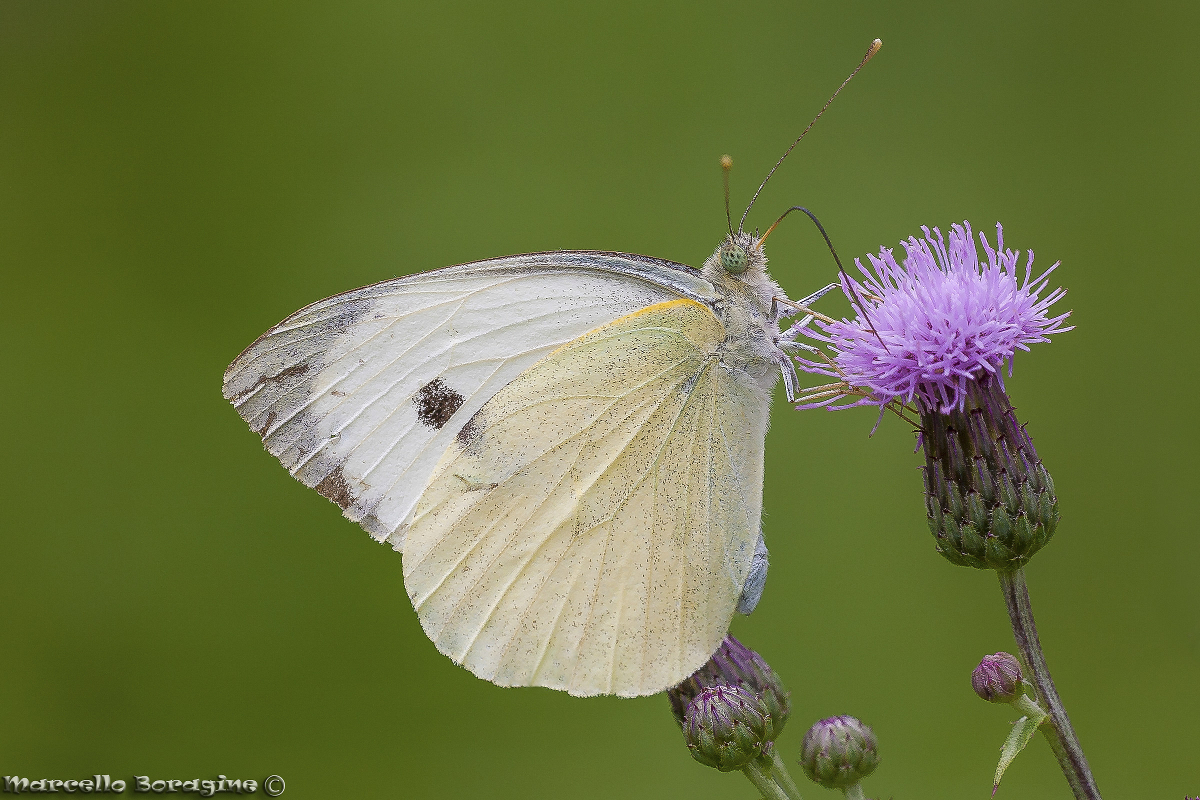 Pieris Brassicae