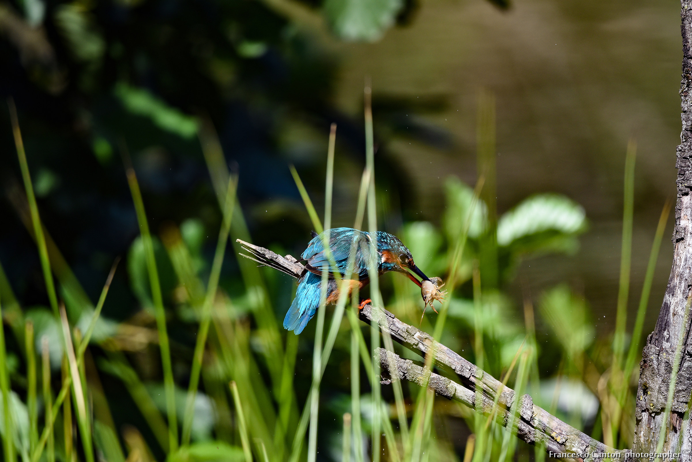 Martina and the shrimp
