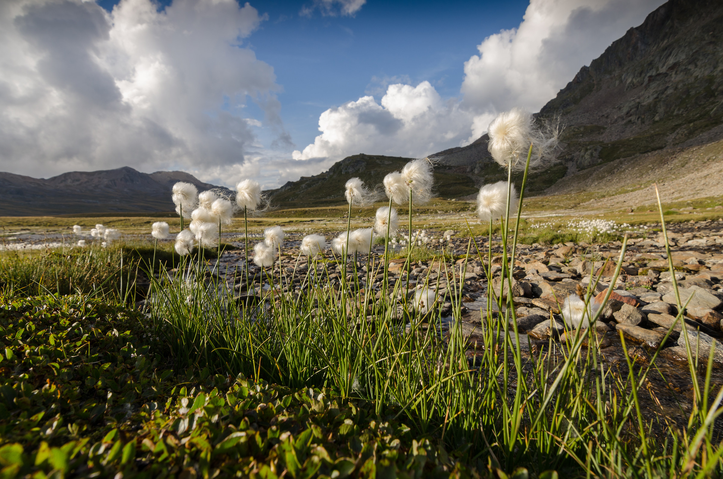 Eriofori al Passo Gavia