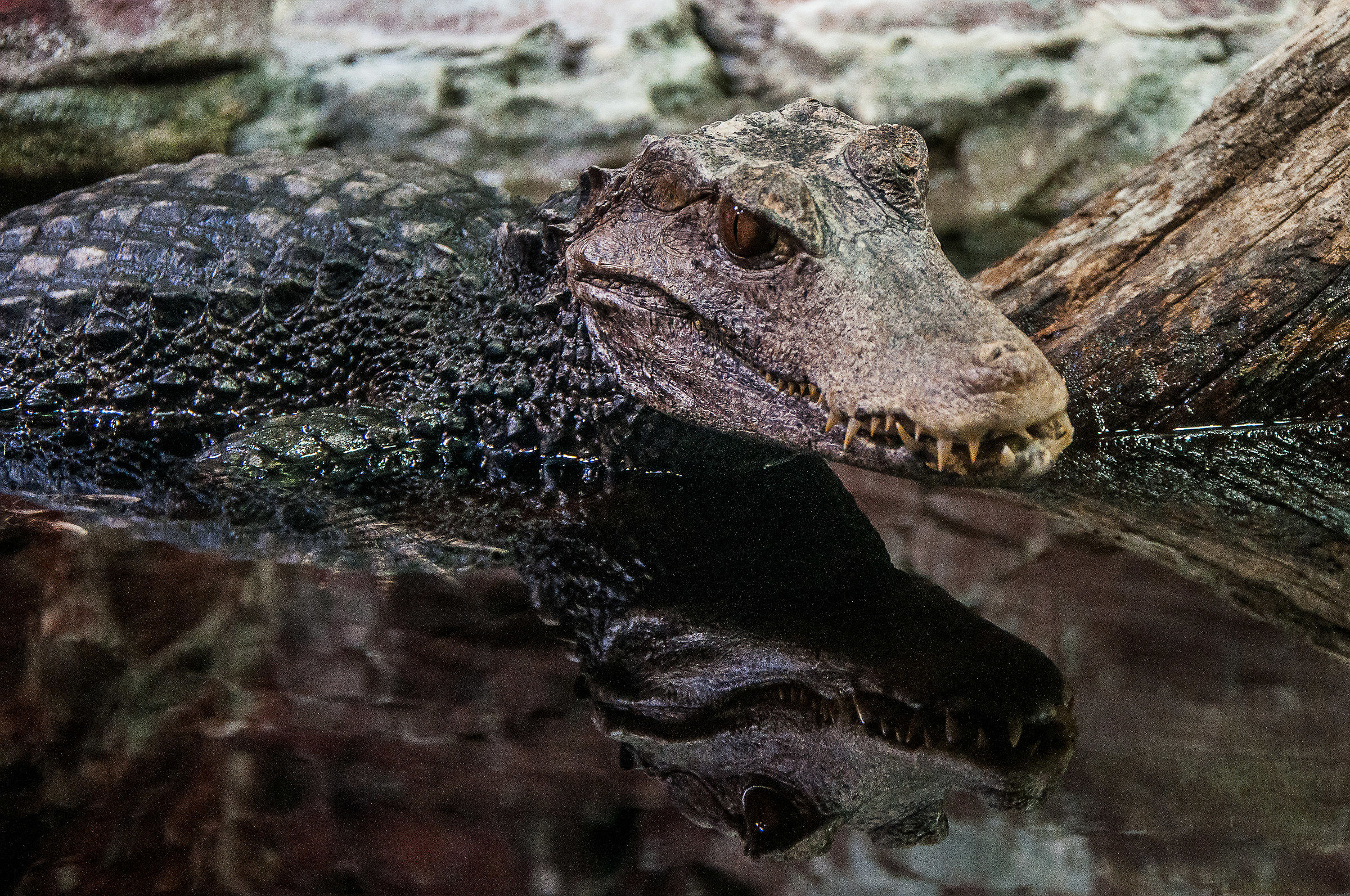 Caimano dwarf cuvier