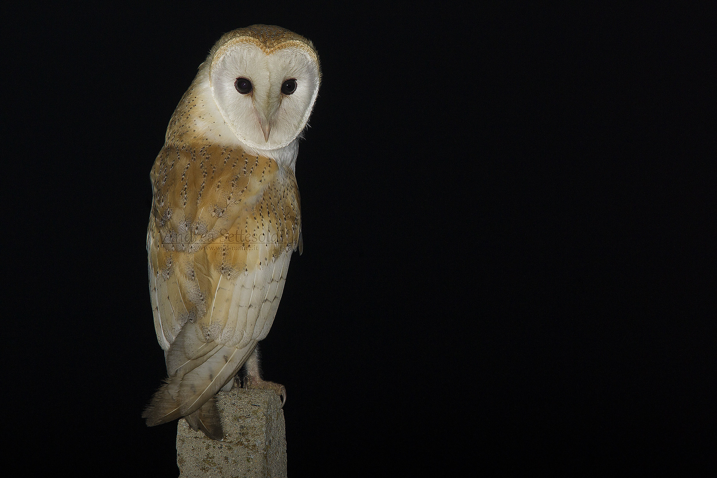 Barbagianni di Sardegna, August 2017