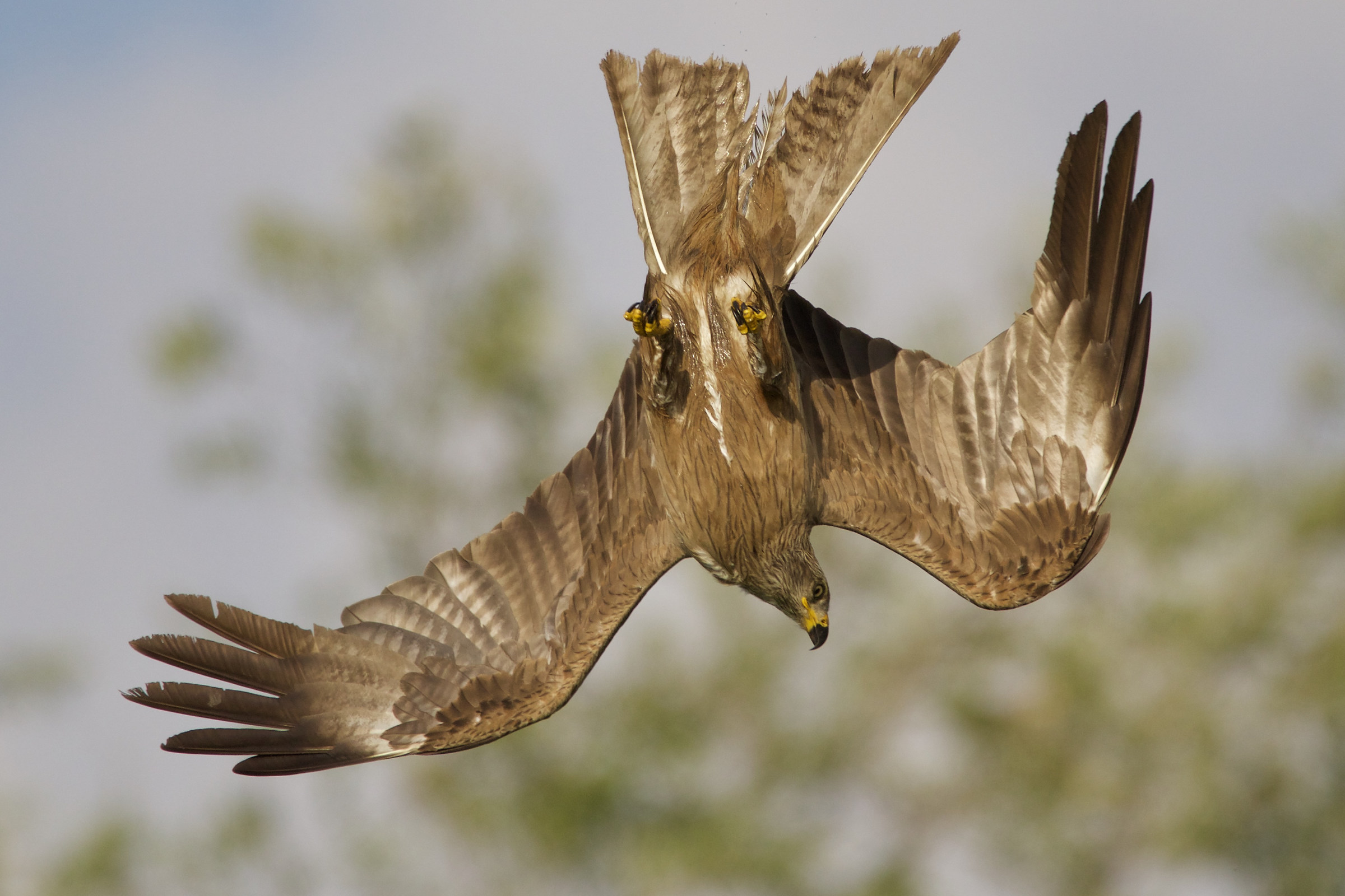 in picchiata 2,nibbio bruno