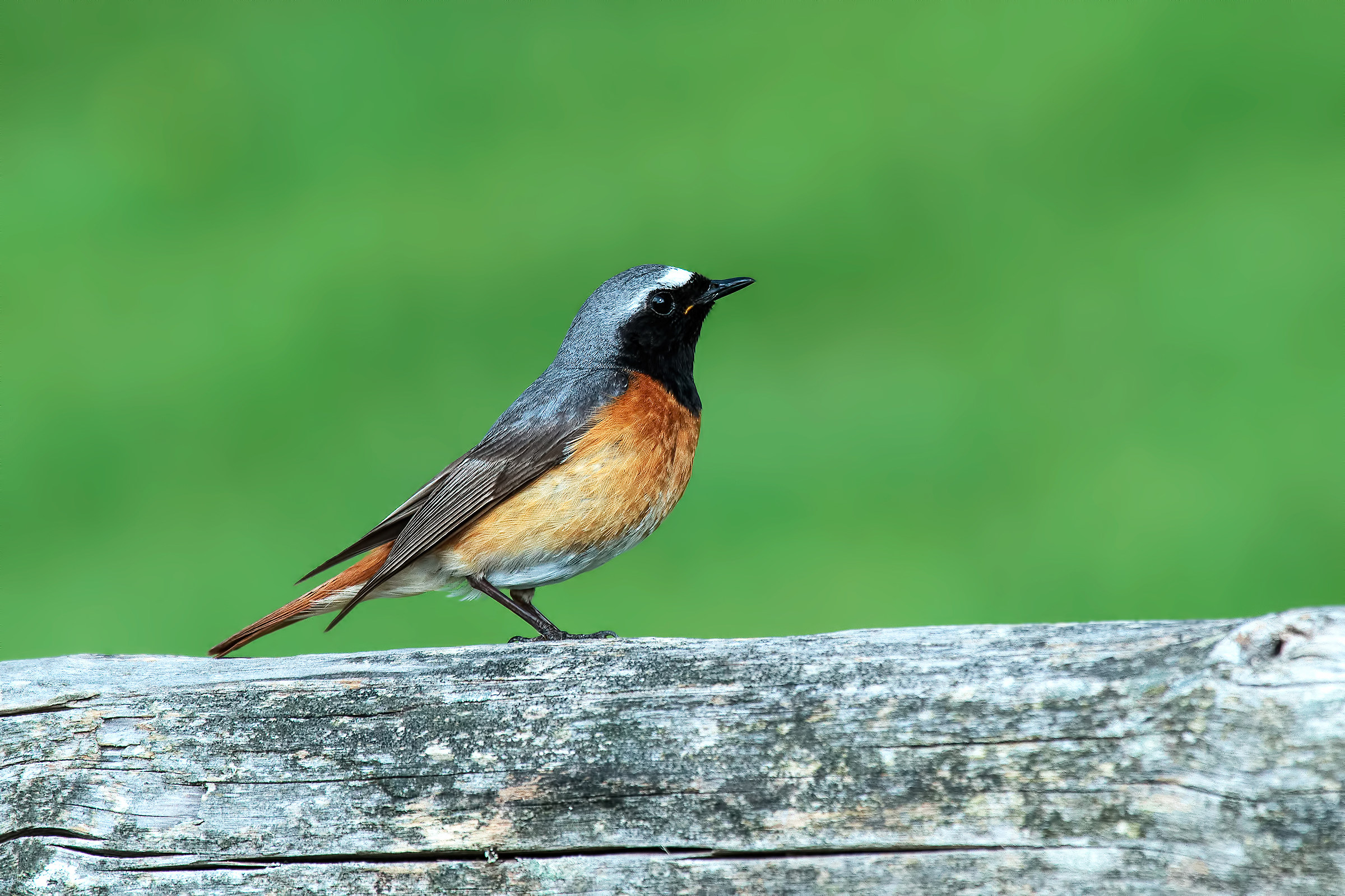 redstart