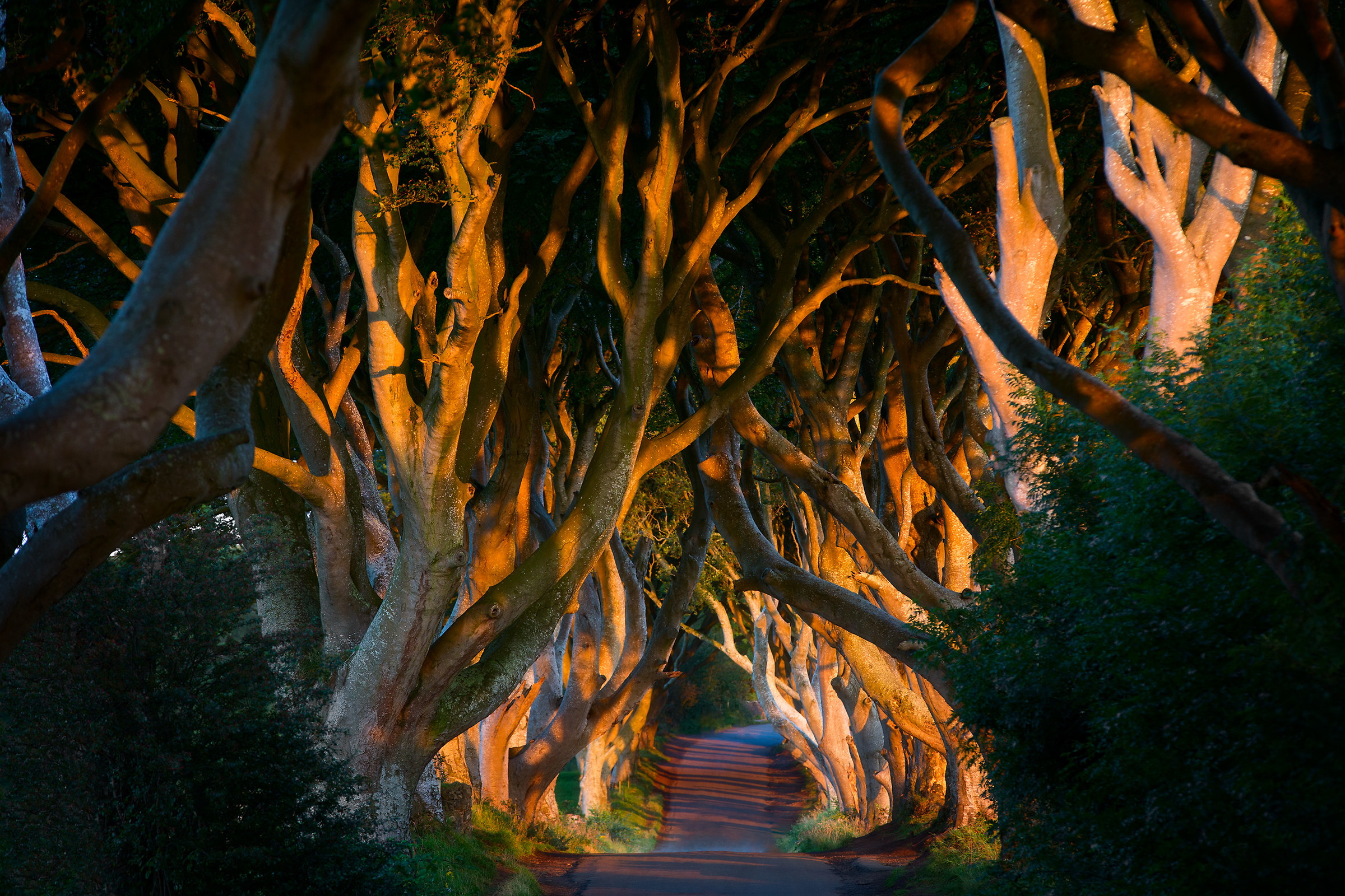 The Dark Hedges