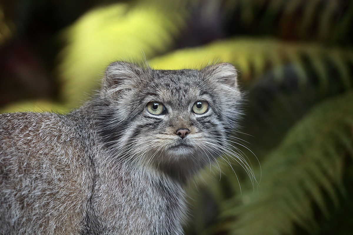 Manul - Otocolobus manul - Pallas cat