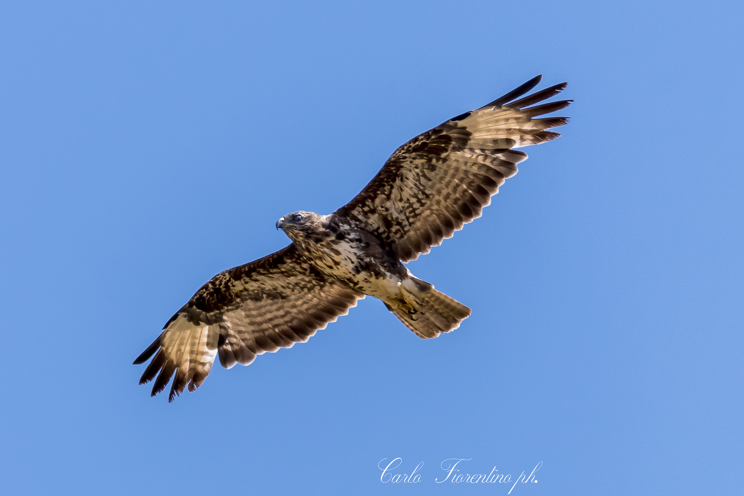 la Regina dei cieli Salentini ............