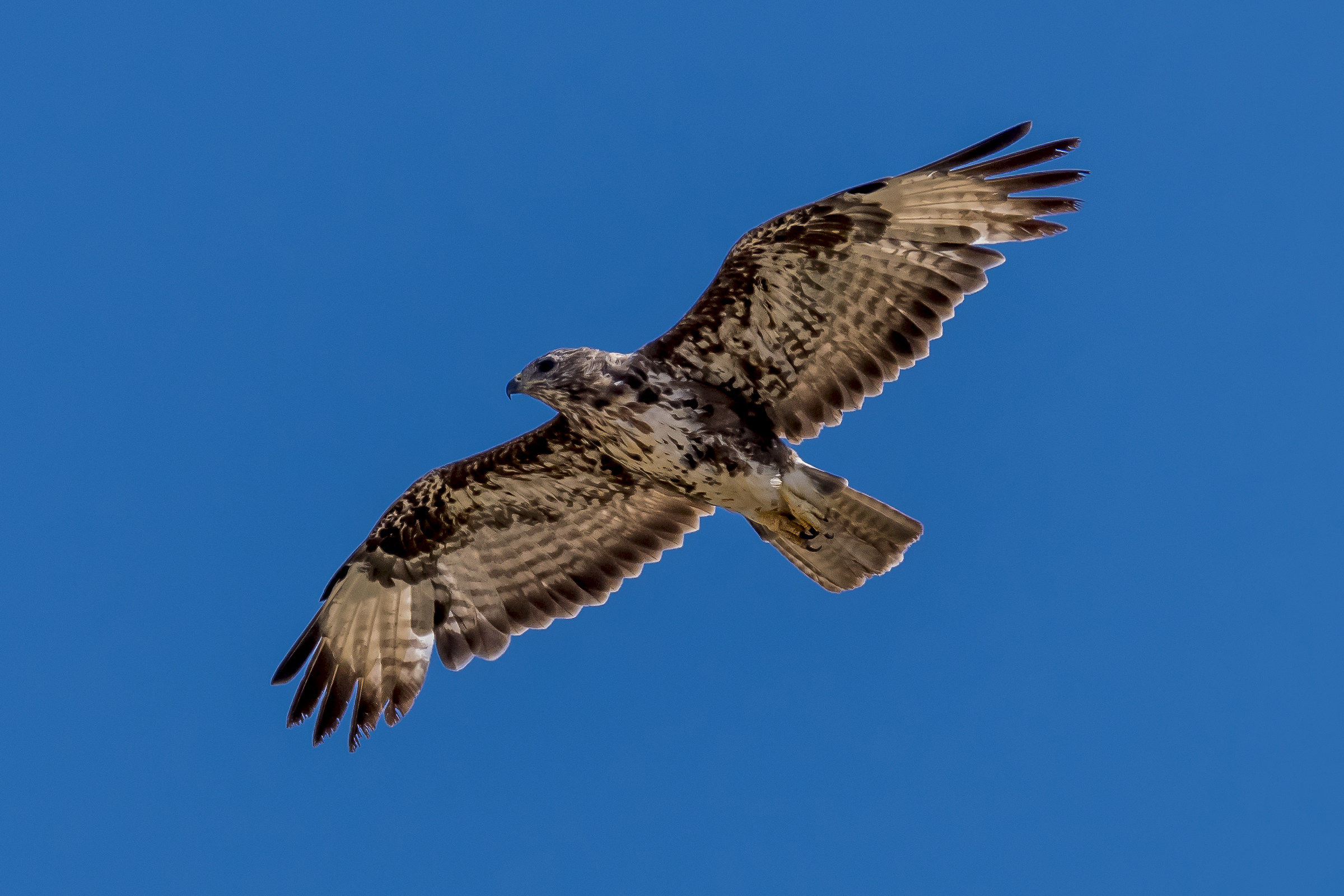 la Regina dei cieli Salentini ............Poiana !!!